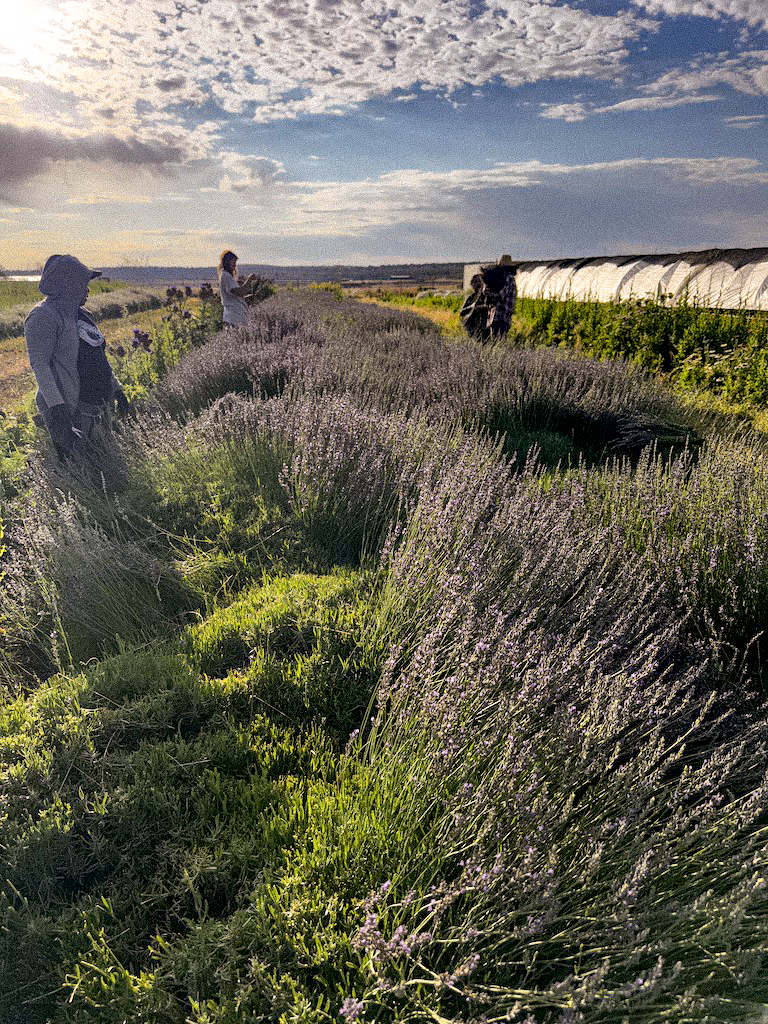 whipstone farm fresh lavender.webp