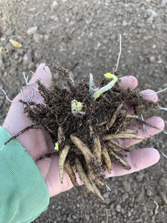 whipstone farm tubers.jpg