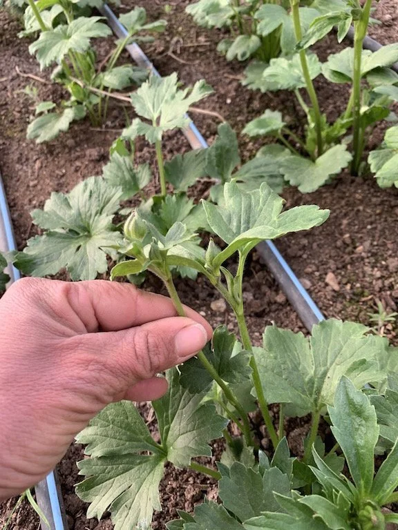 whipstone farms sprouts.jpg