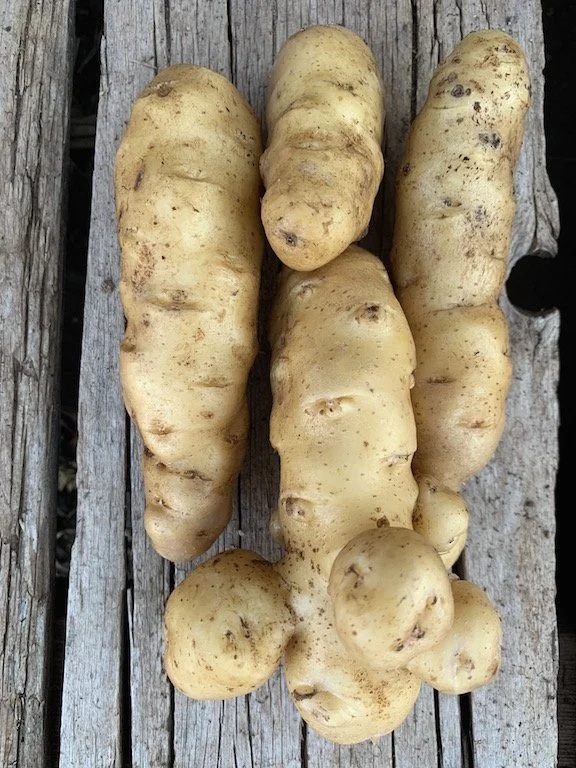 whipstone farm fingerling potatos.jpg