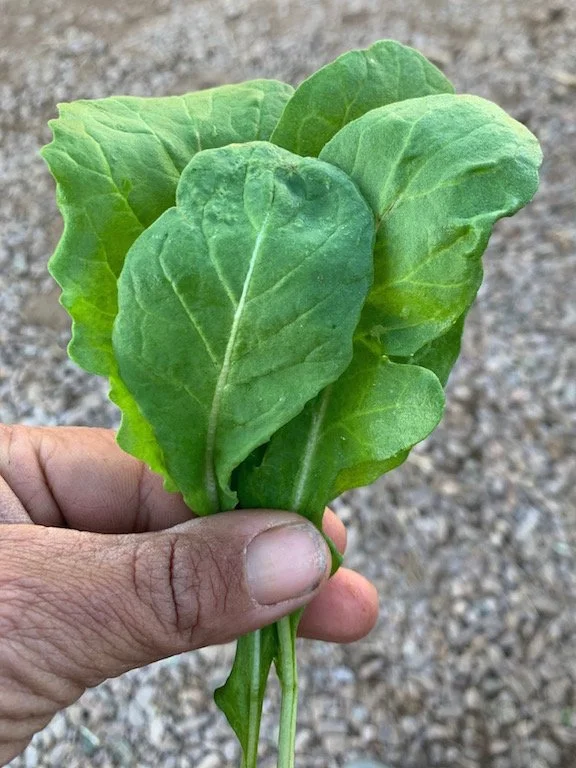 whipstone farm baby greens.jpg