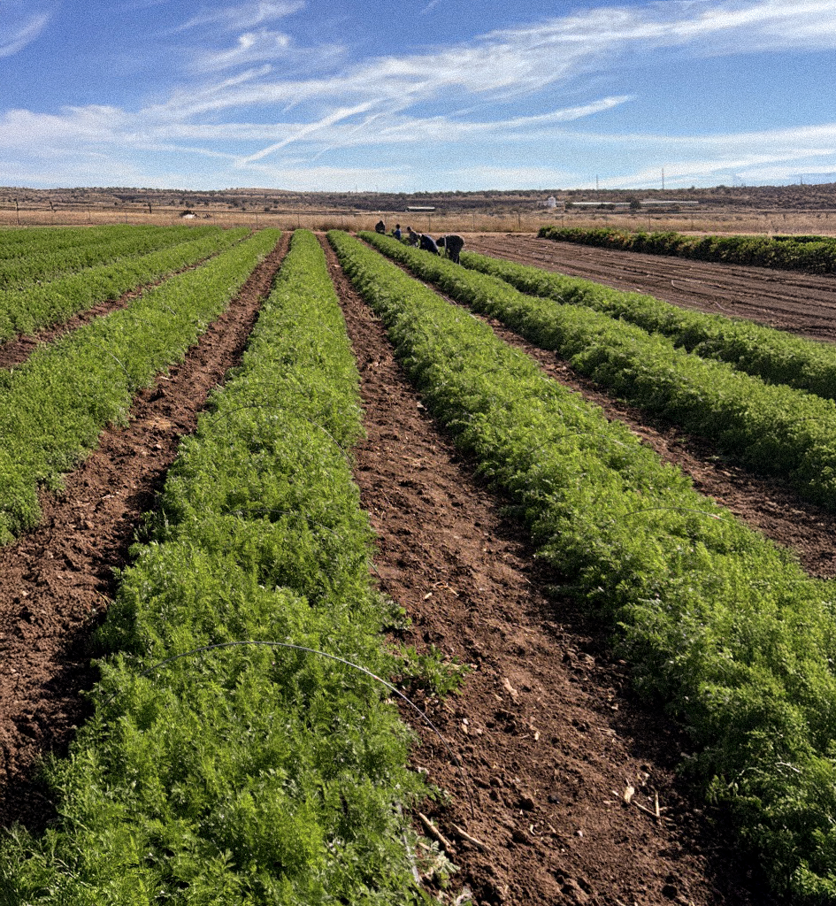 whipstone farm growing practices.webp
