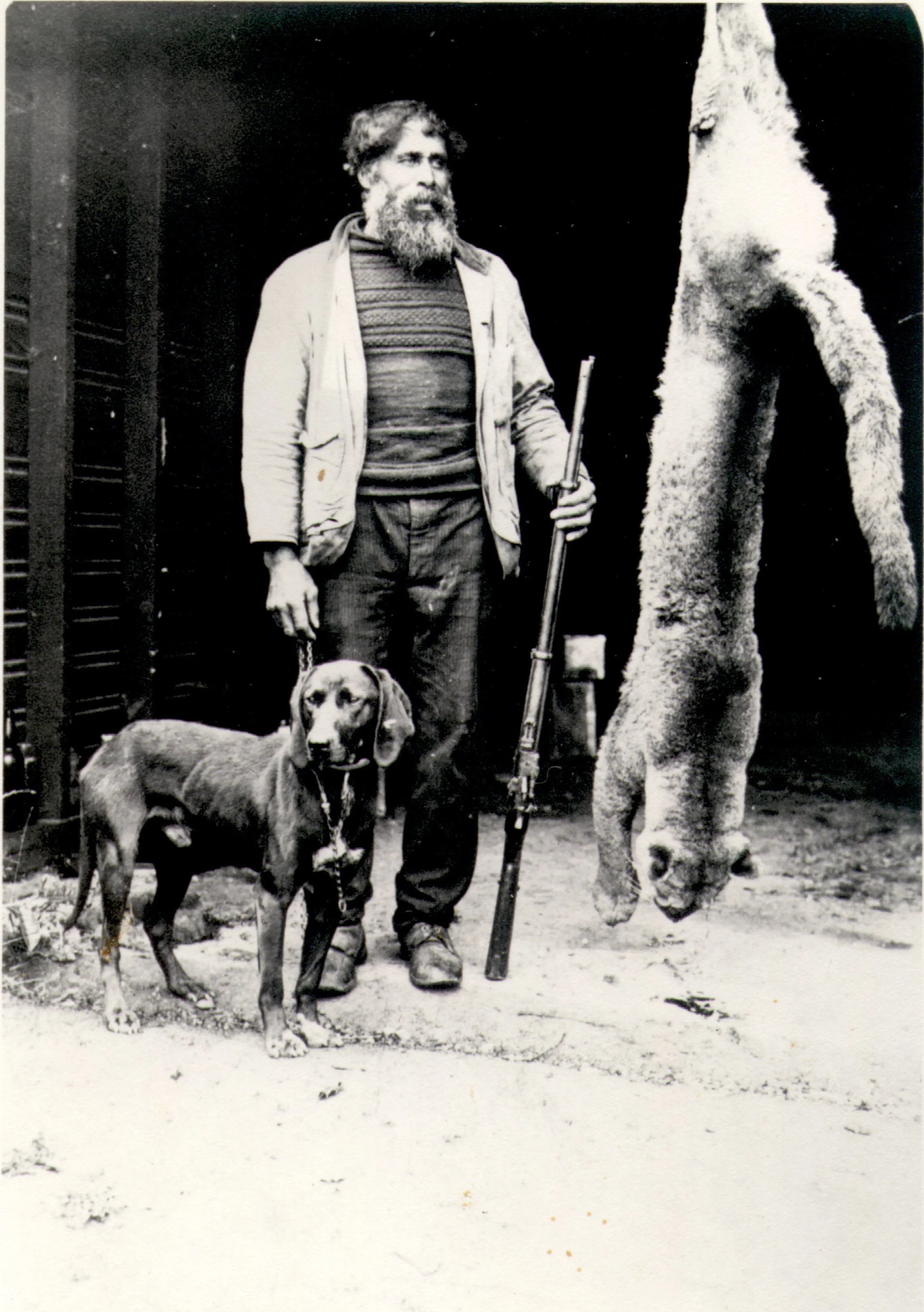 Willis Stark was photographed with his dog and his gun, displaying the panther he shot, circa 1900.  Willis Stark was renowned for his panther hunting. 
Source: Salt Spring Island Archives, 989024027 Estes-Stark Collection