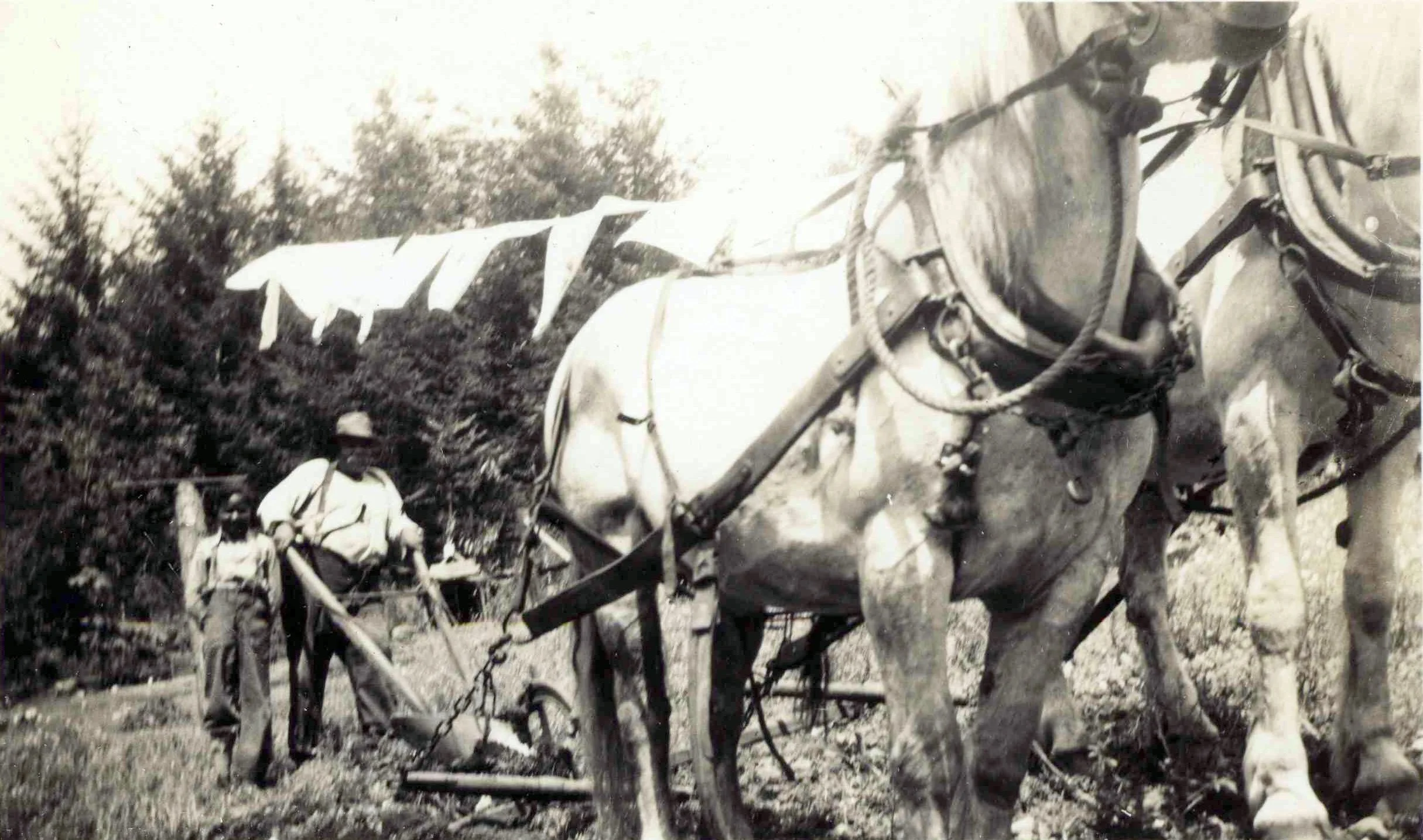 John Whims and his nephew Ted Wood ploughing a field at the farm of Bob and Jane Wood on Tripp Rd., 1930s. At this point, farms would have been established and though the work was hard, it was likely not as hard as it was for the first settlers.