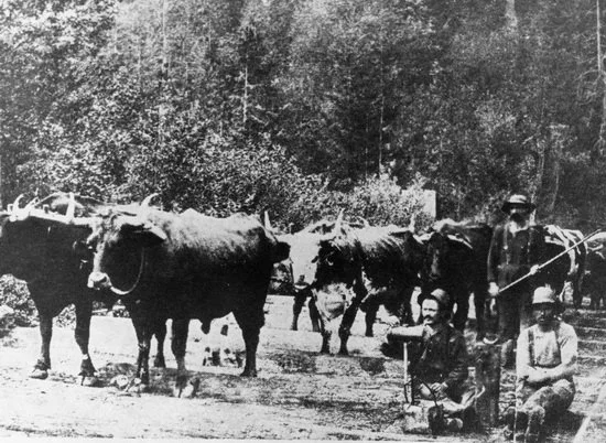 Logging with oxen near Millside, Fraser Mills, circa 1889. City of Surrey Archives. F83-0-13-1-0-0-23.