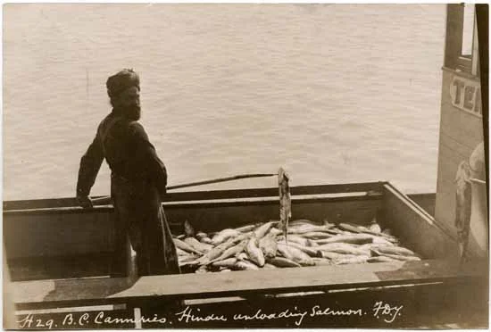 A Sikh man unloads salmon for BC Canneries, 1913. Vancouver Public Library, accession #2052, public domain.