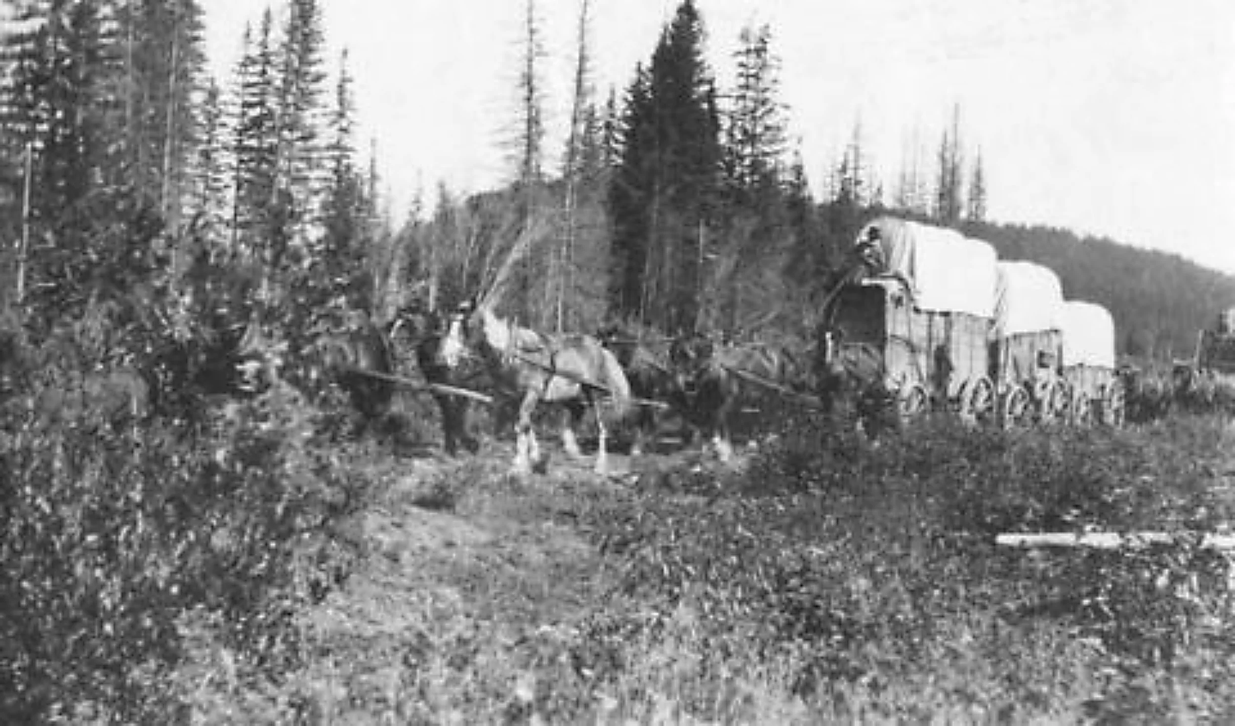 Covered wagons on the Cariboo Road. Item AM54-S4, courtesy of the City of Vancouver Archives