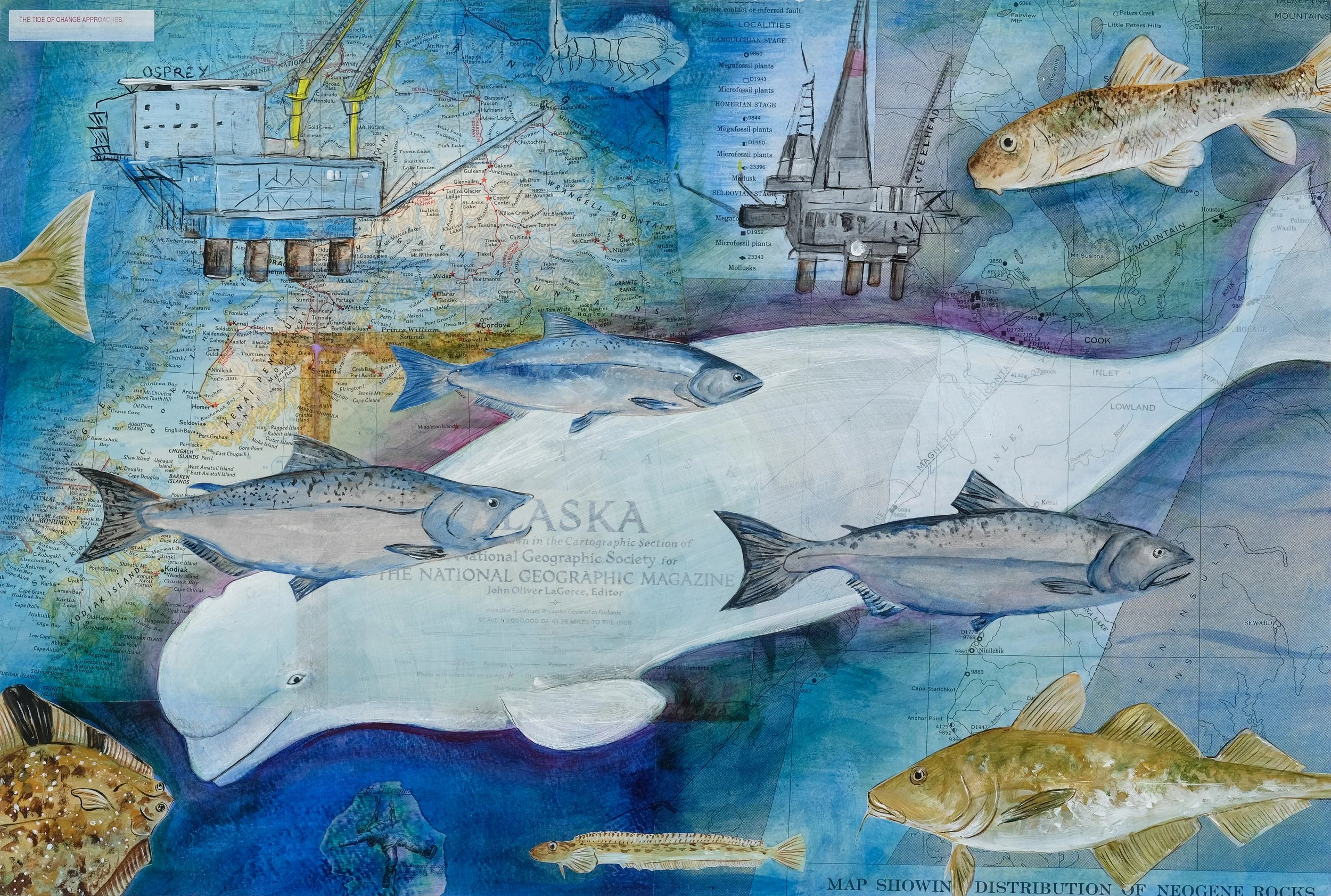 Cook Inlet Beluga by Robi Smith