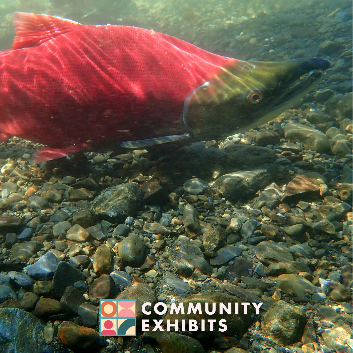 How do We Preserve Salmon Life in Our Rivers?