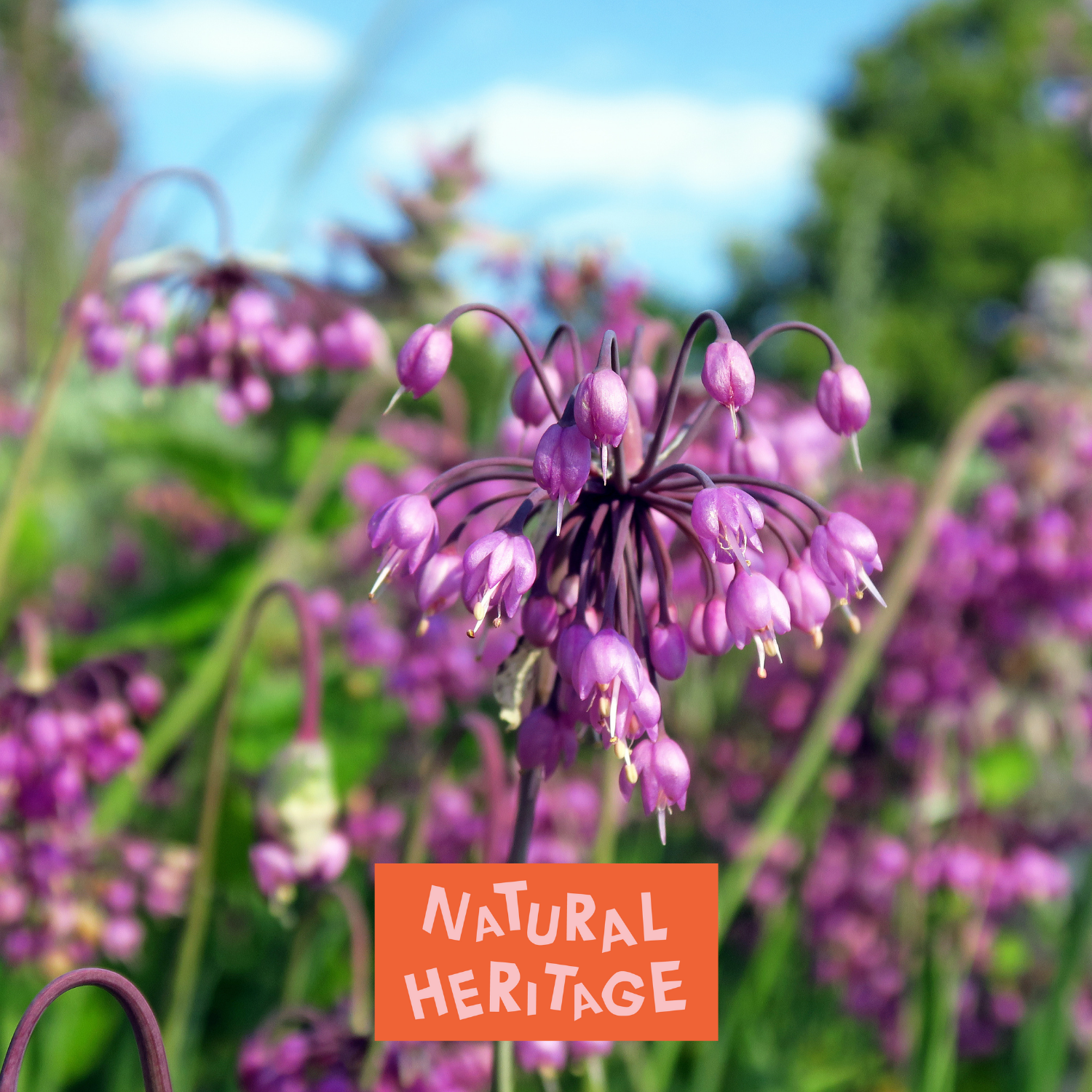 How to Care for Native Plants