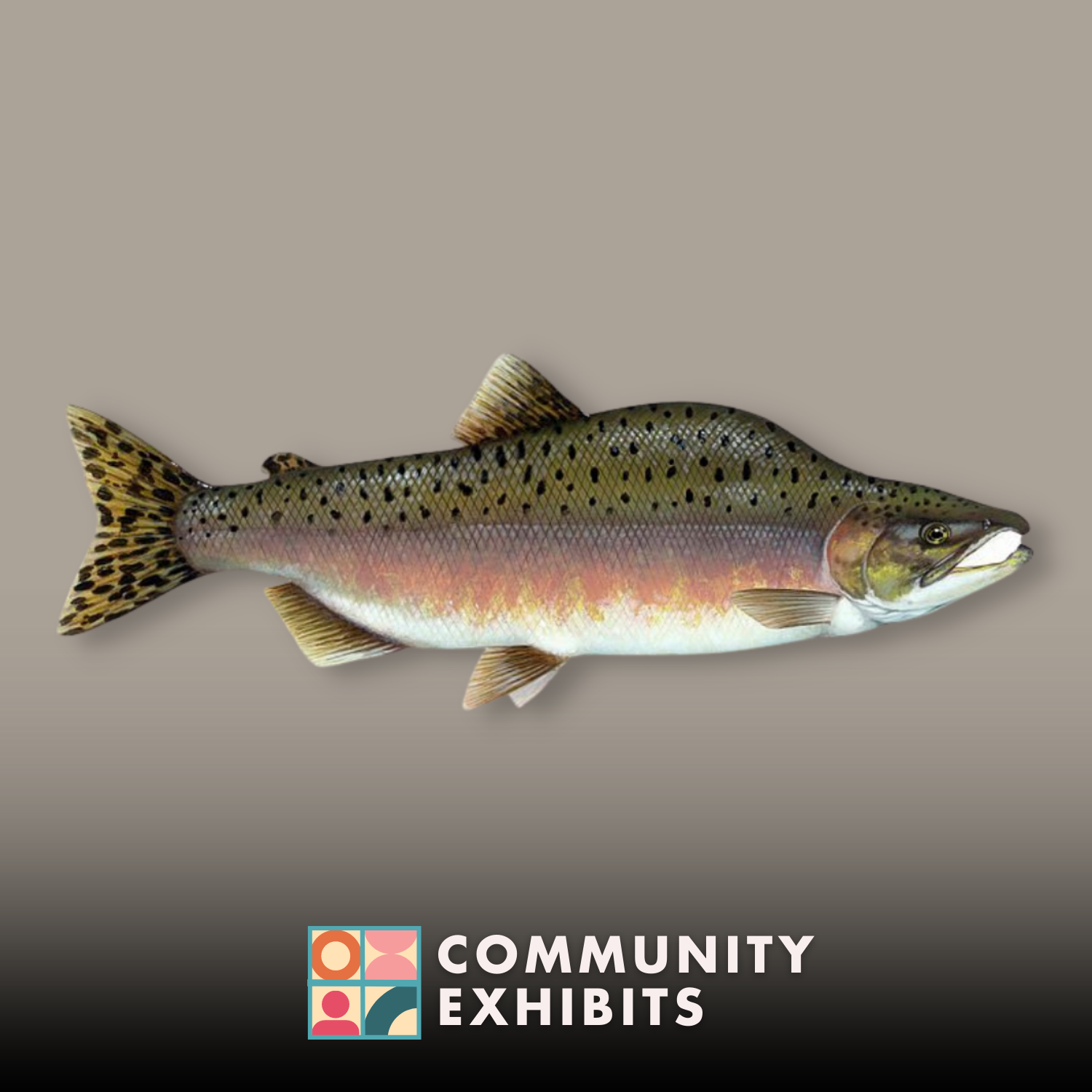 I SPY SALMON! (AKA SALMON WATCH)