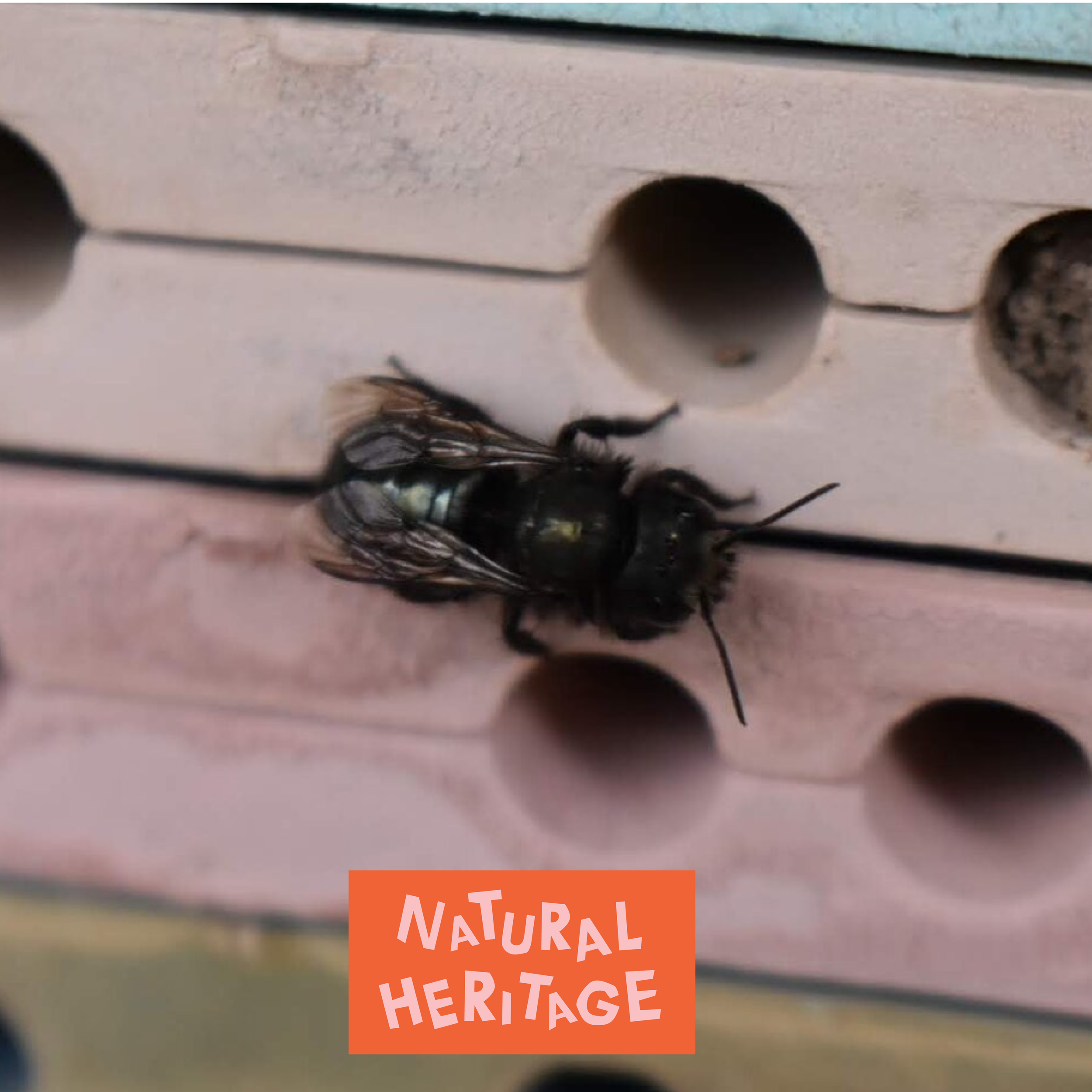 Mason Bees at Mackin House