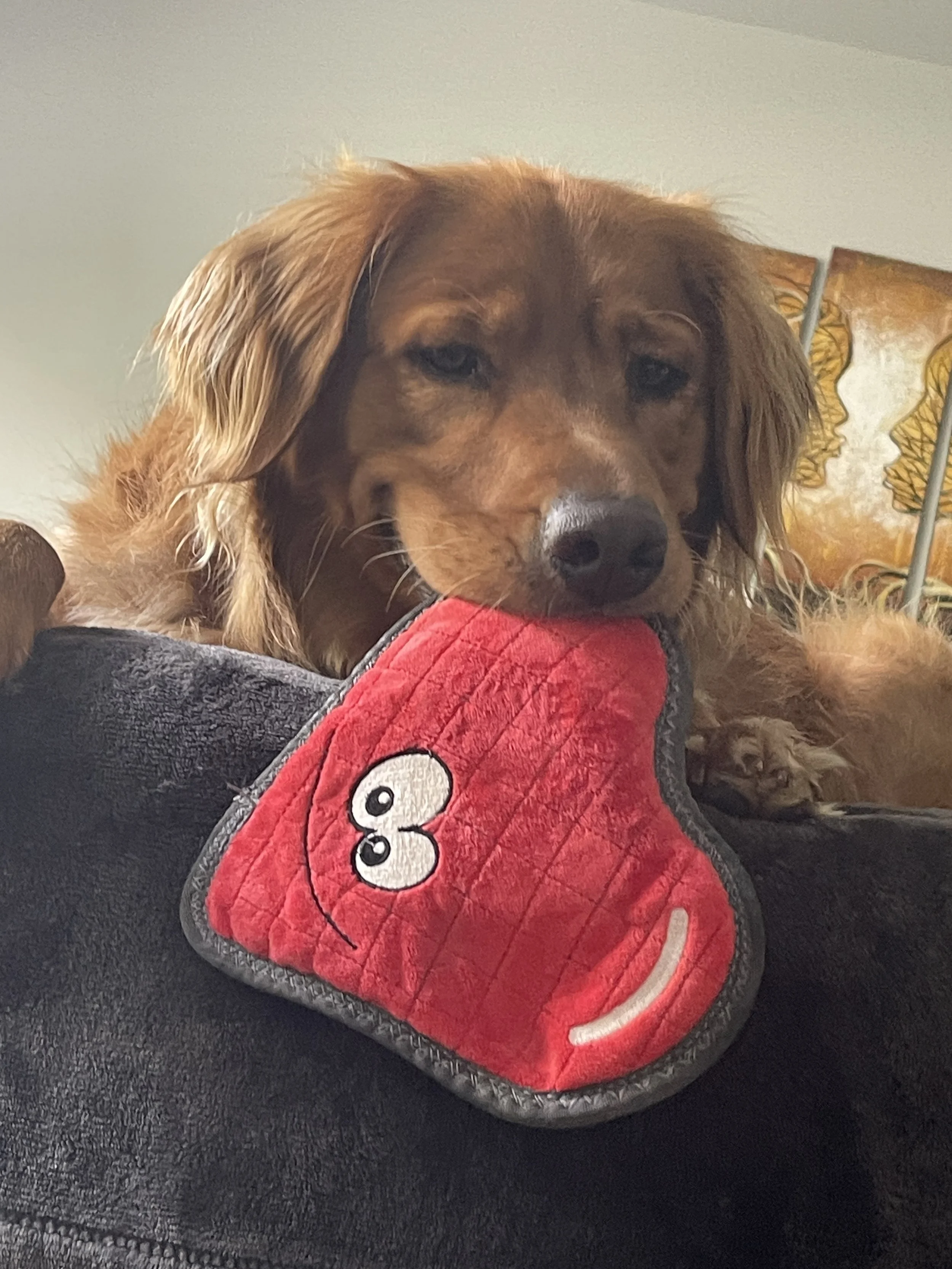 Golden retriever holding plush heart resting and looking at...