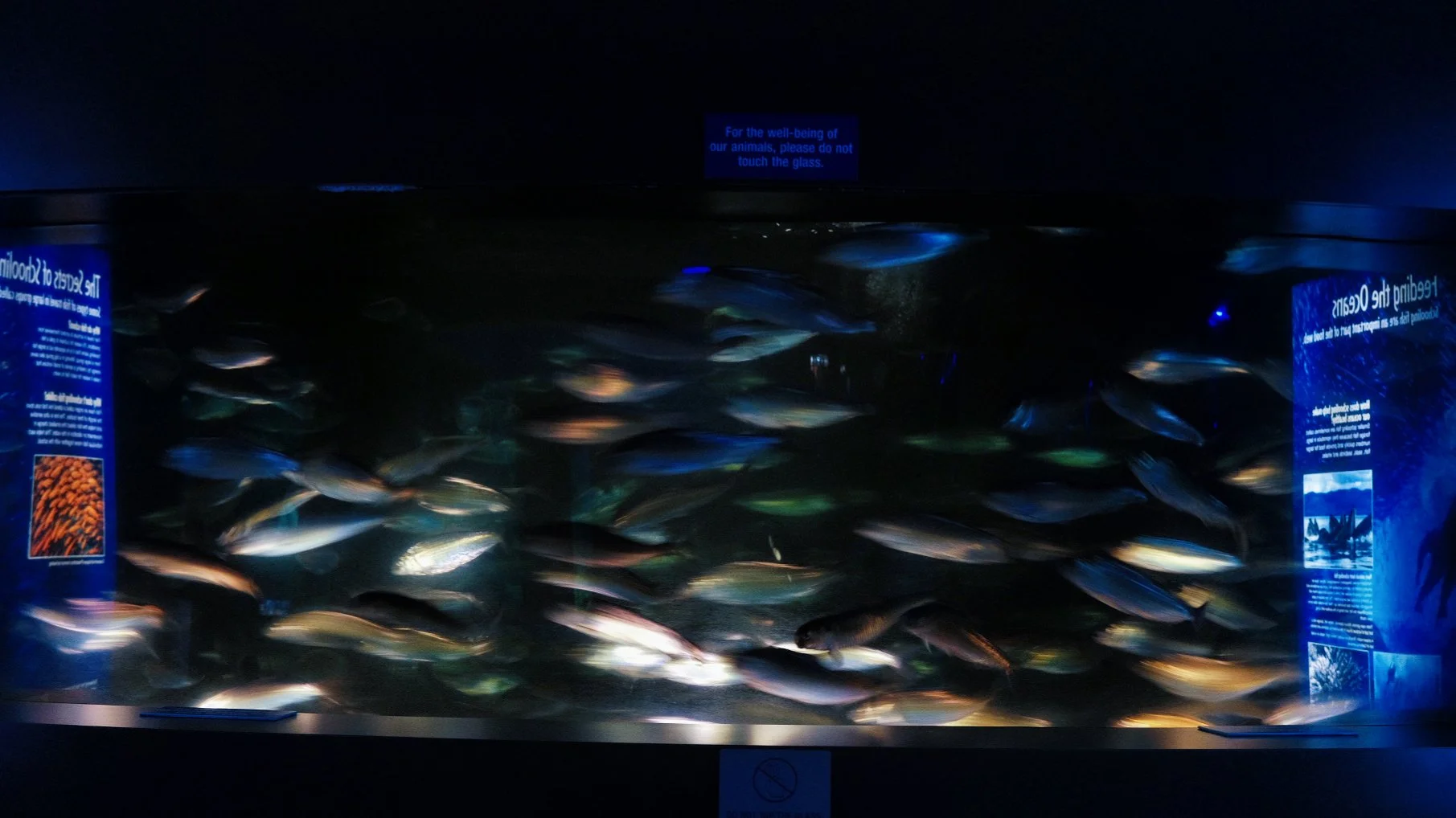 BOSTON, MA — Fish move in a swirling school inside a tank at the New England Aquarium in
November 2024, captured with a slow shutter speed to highlight their motion.