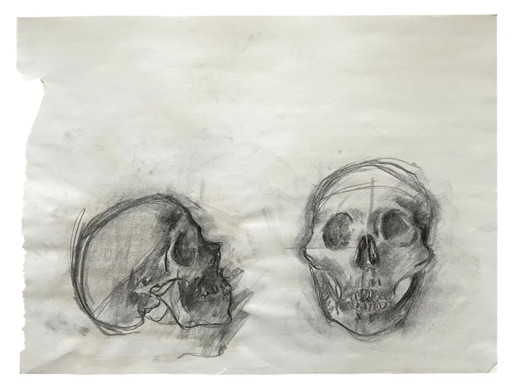 Skull Study, charcoal on paper, 24"x36"