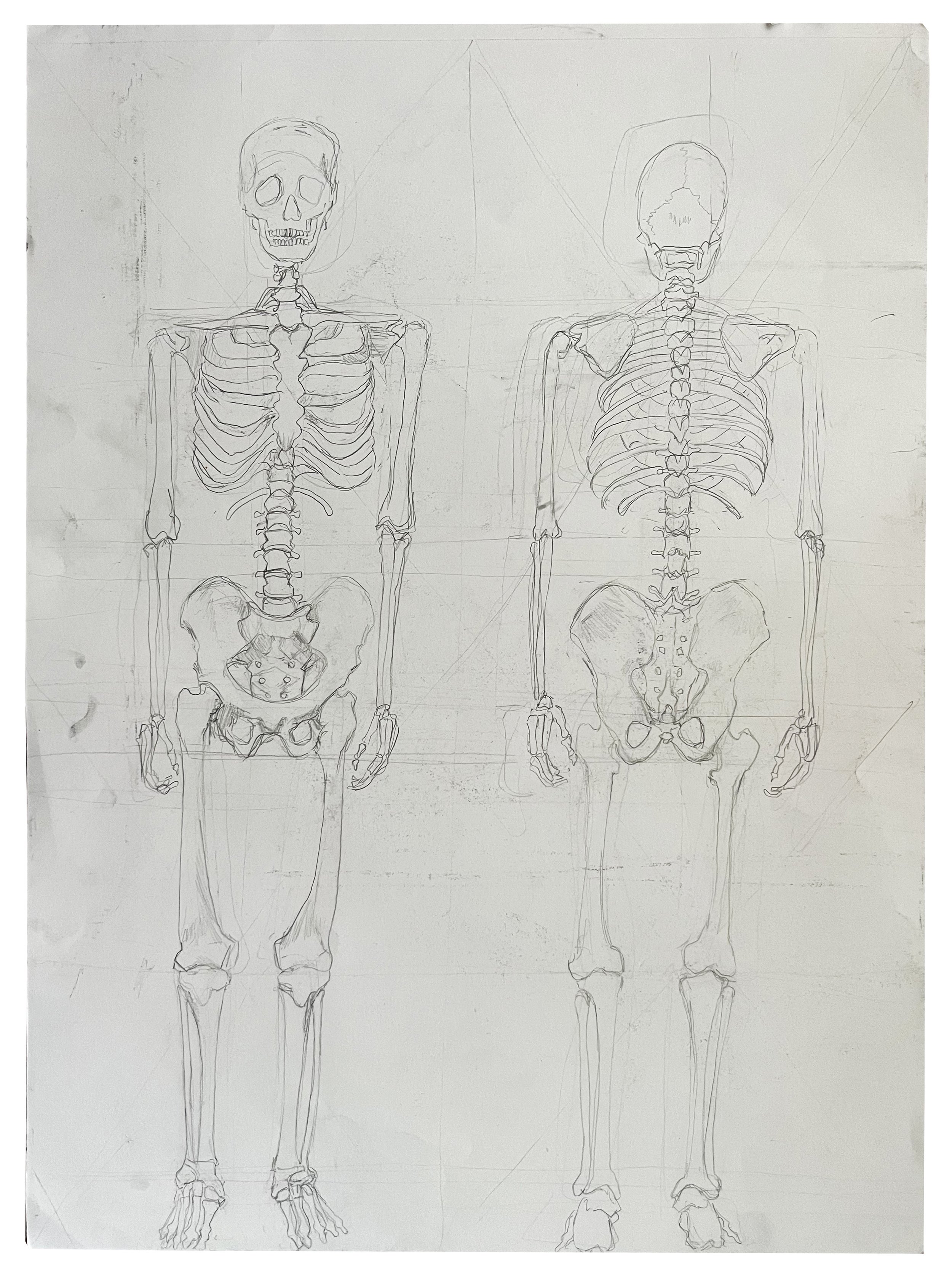 Mr. Skeleton Study, graphite on paper, 18"x24"