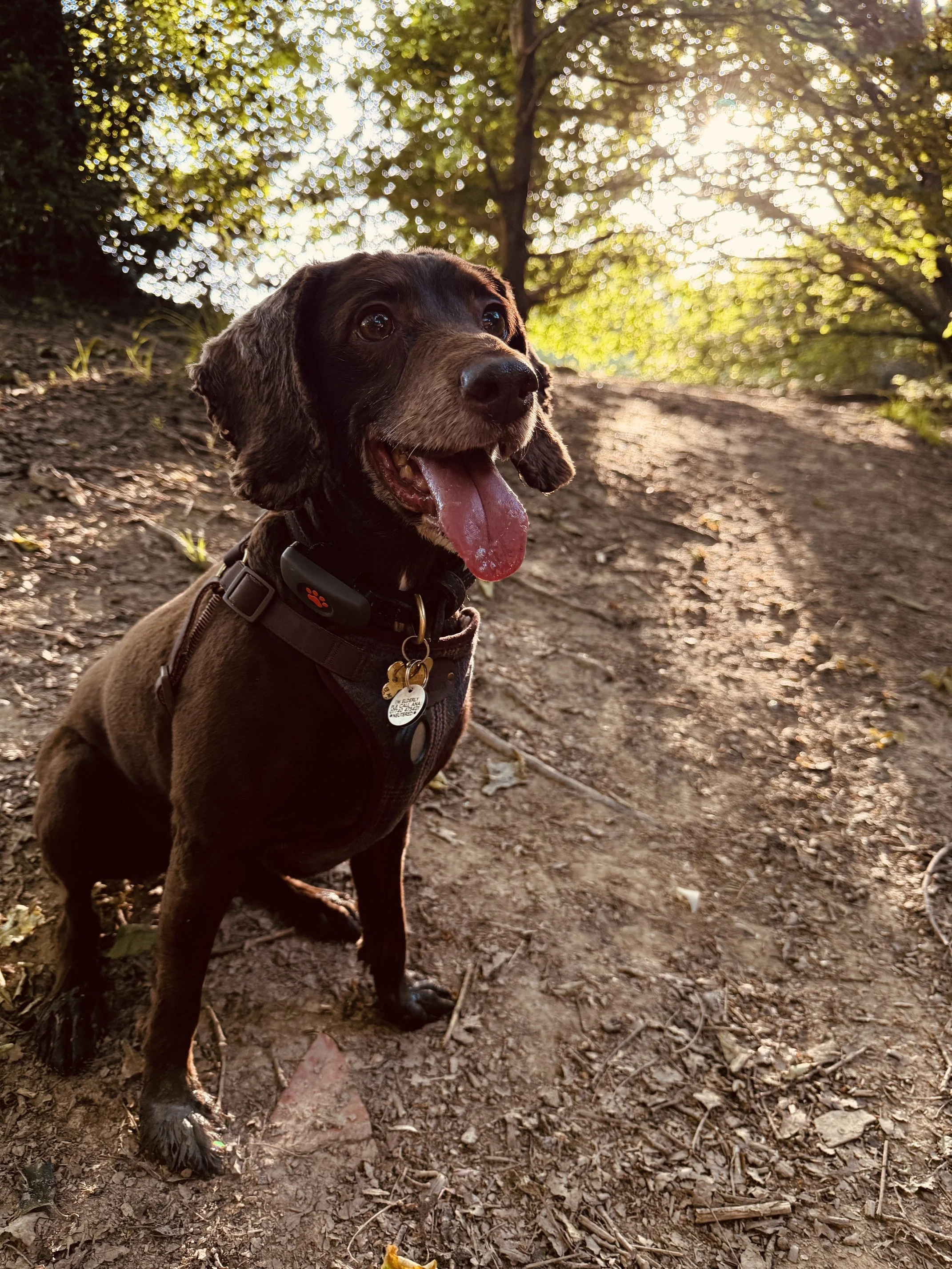 dog walk before Kent wedding - The Eventful Pup Dog Chaperone