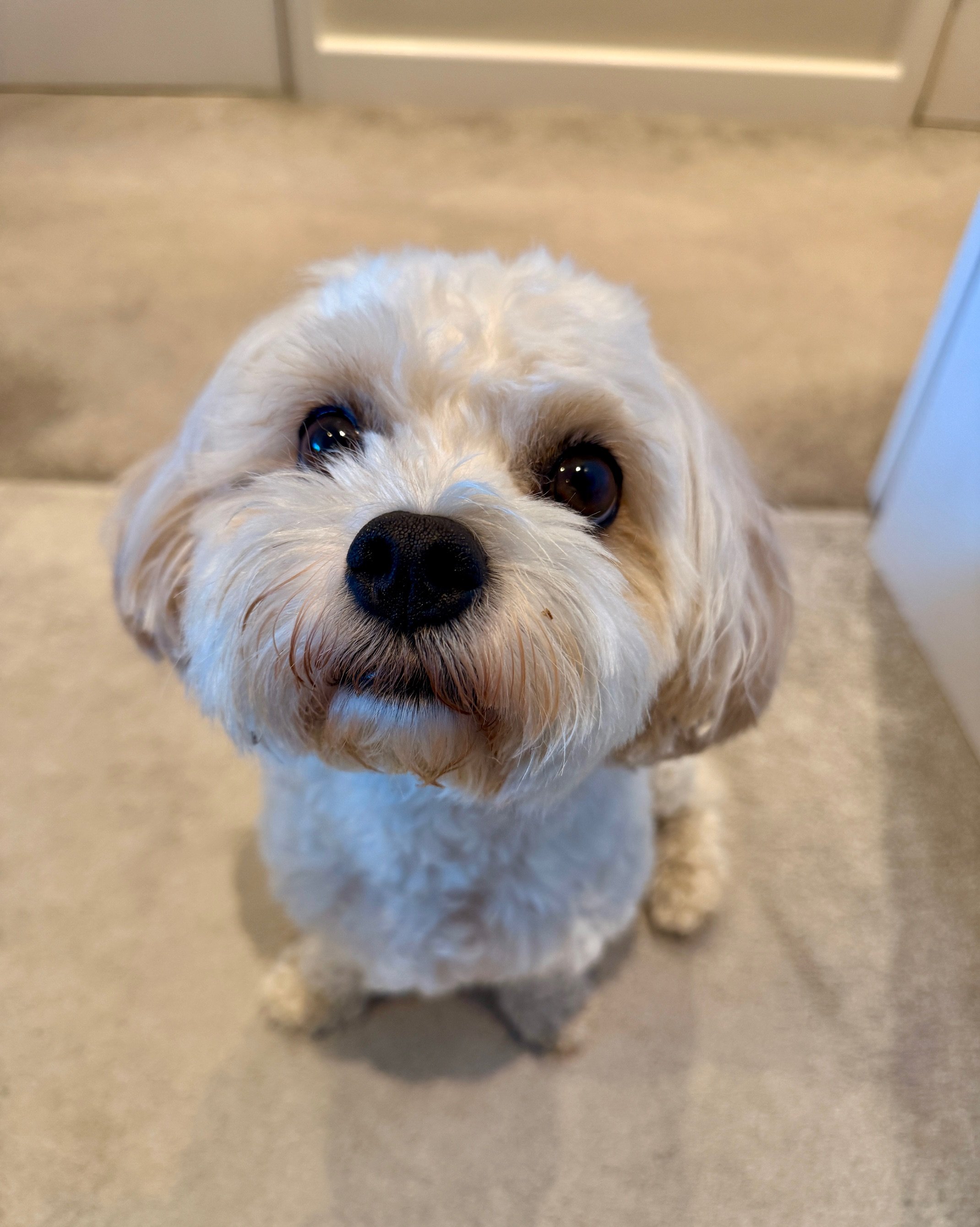 Small white dog looking up while being cared for by a professional wedding dog chaperone
