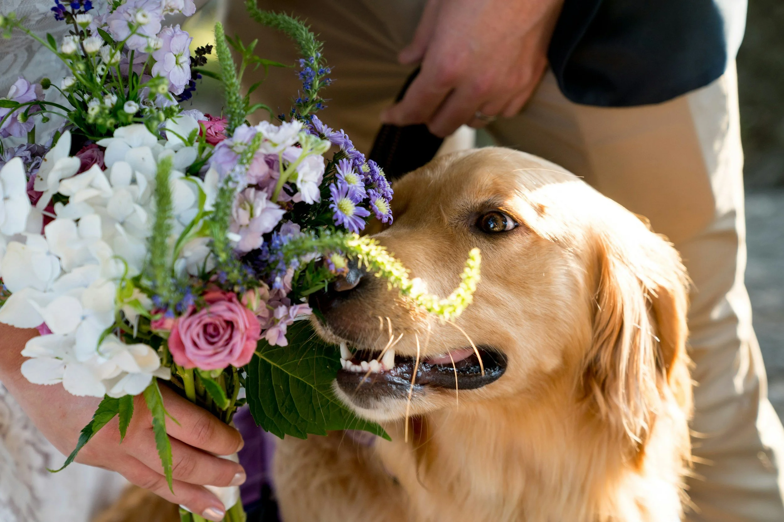 Golden retriever dog being held by a person, eyes barely visible, with a colorful bouquet of flowers including purple, pink, white, and green flowers in the foreground.