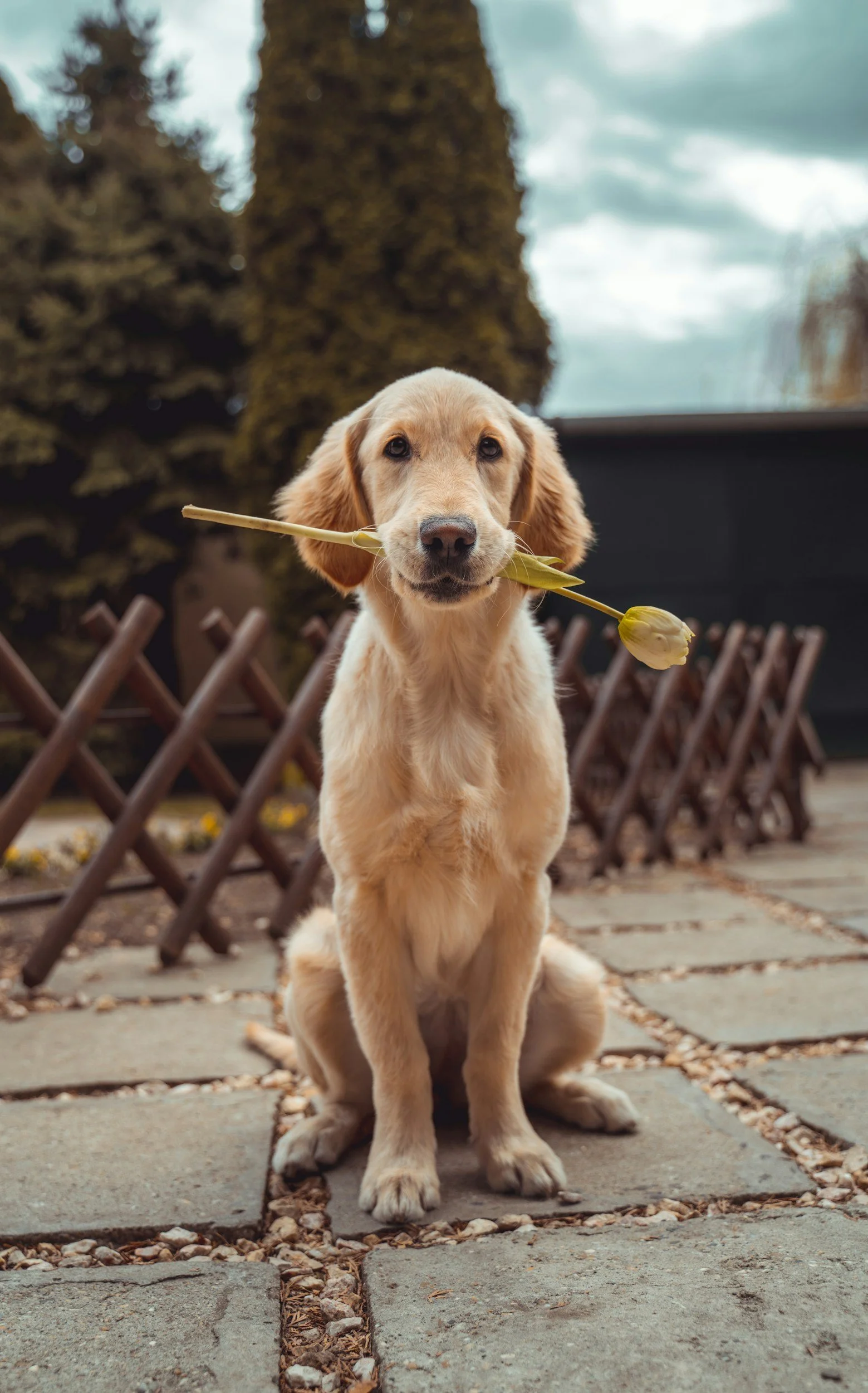 A golden retriever puppy sitting outdoors on a stone-paved area, holding a single flower in its mouth, with a decorative wooden fence, a tree, and an overcast sky in the background.