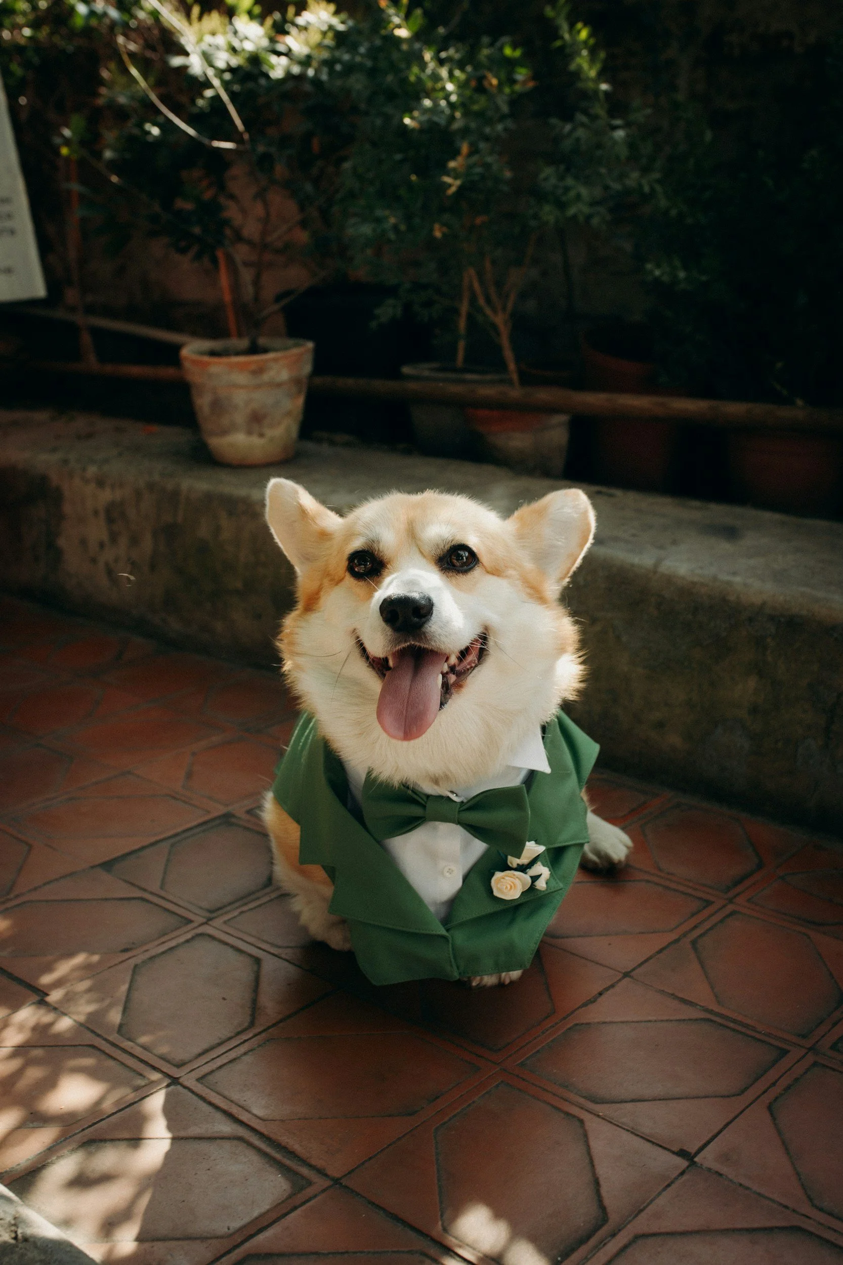 A smiling dog wearing a green tuxedo with a bow tie and boutonniere, sitting on a tiled floor outdoors with potted plants and greenery in the background.