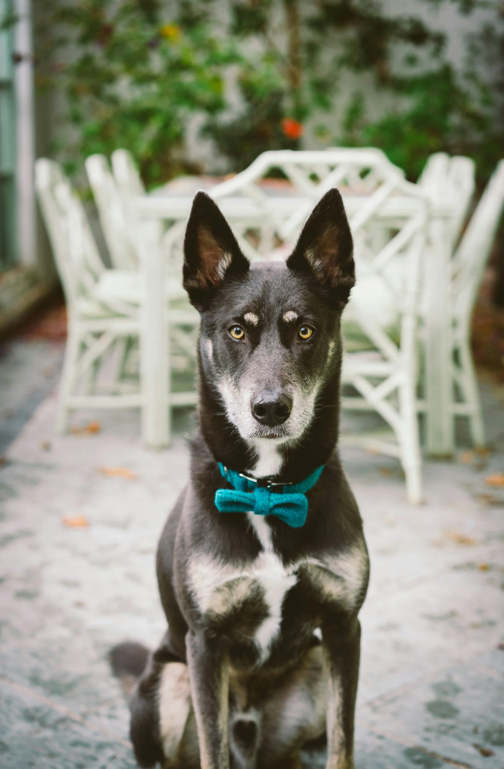 Dog at wedding dressed up for photo