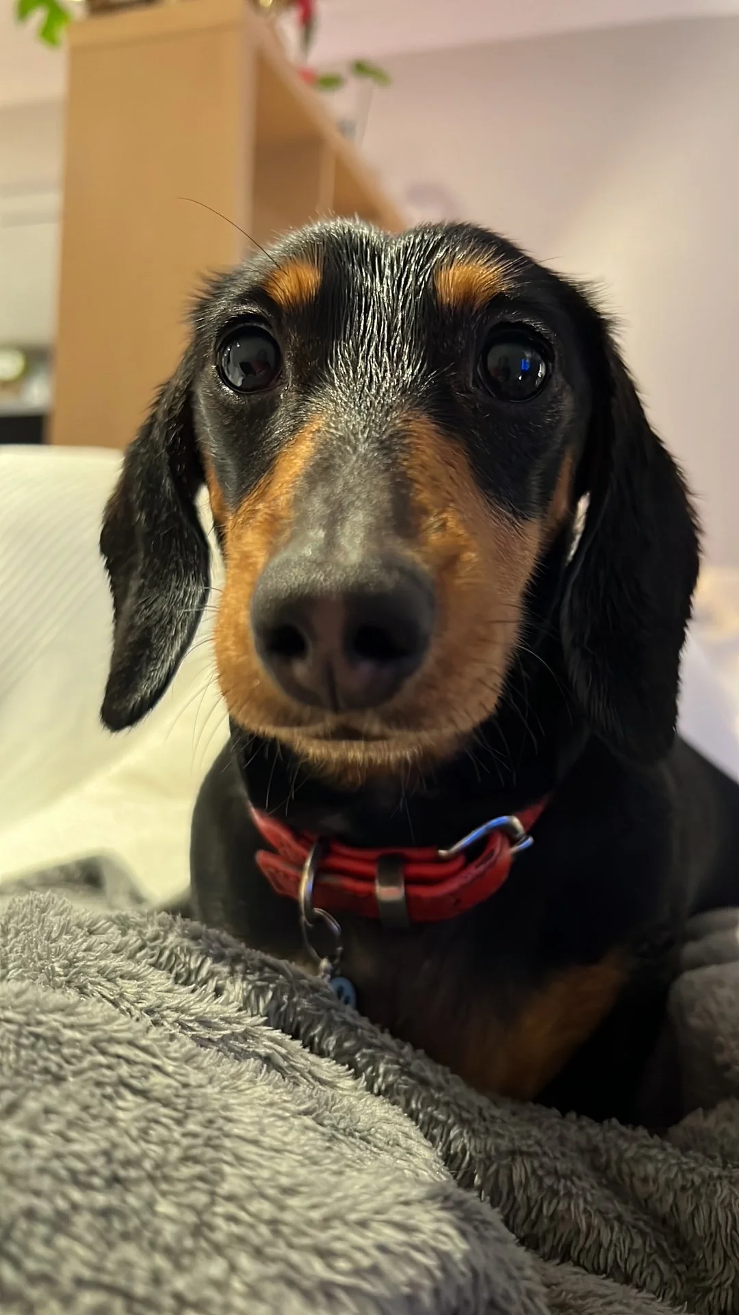Dachshund relaxing indoors while being cared for by a professional wedding dog chaperone