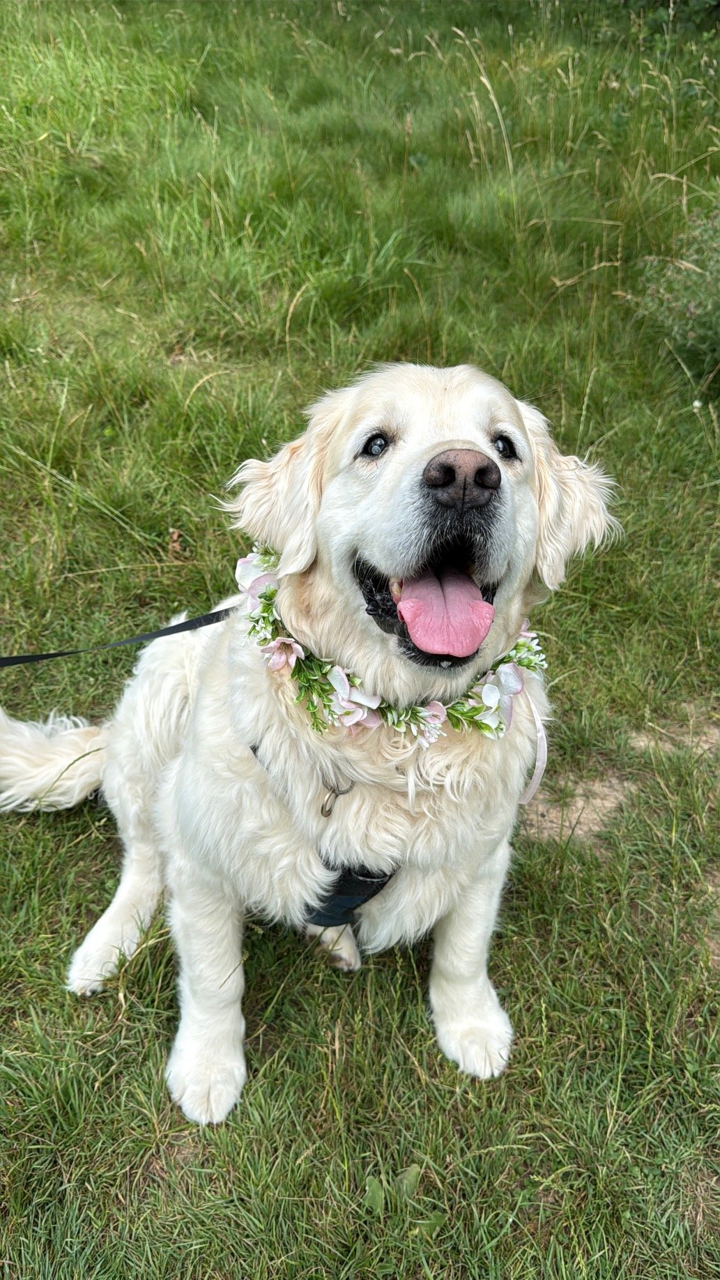 A happy golden retriever dog sitting outdoors on grass, wearing a floral collar around its neck with pink and white flowers. Heading to a wedding with The Eventful Pup Dog Chaperone