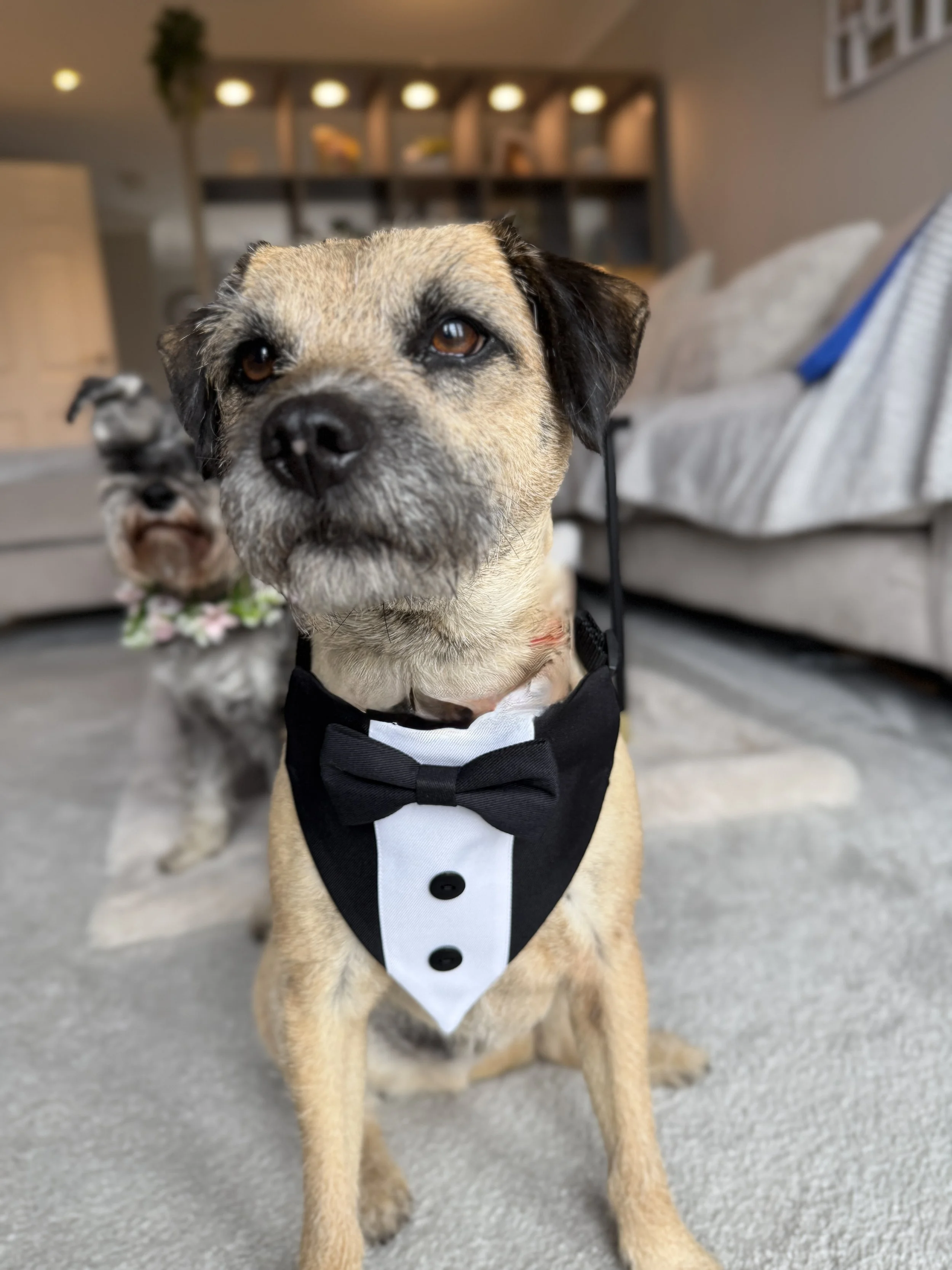 A dog wearing a tuxedo-shaped bowtie sitting on a carpeted floor in a living room.