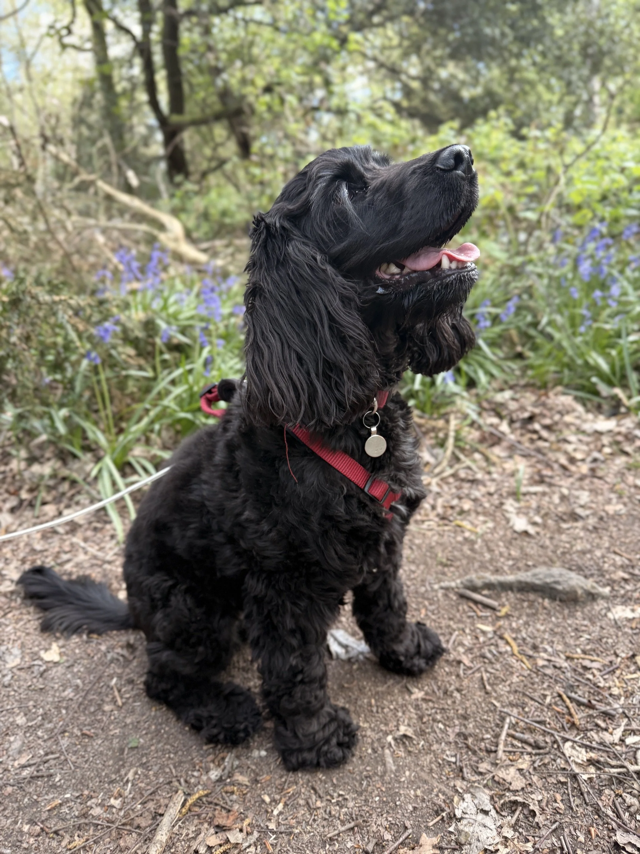 Black working cocker spaniel on dog walk in Sussex before their owners wedding