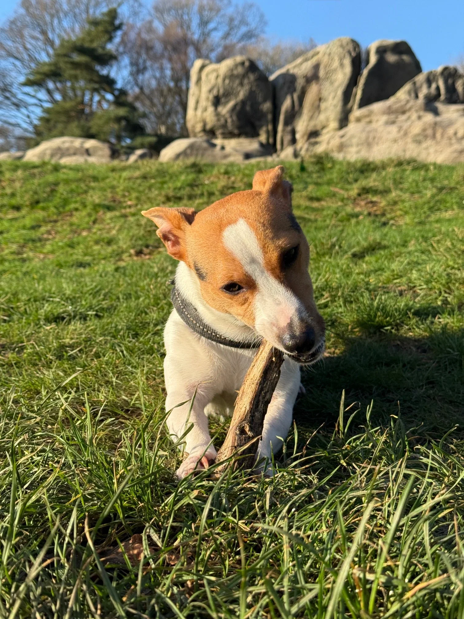 Jack Russell playing with a stick during a countryside dog walk with a professional wedding dog chaperone