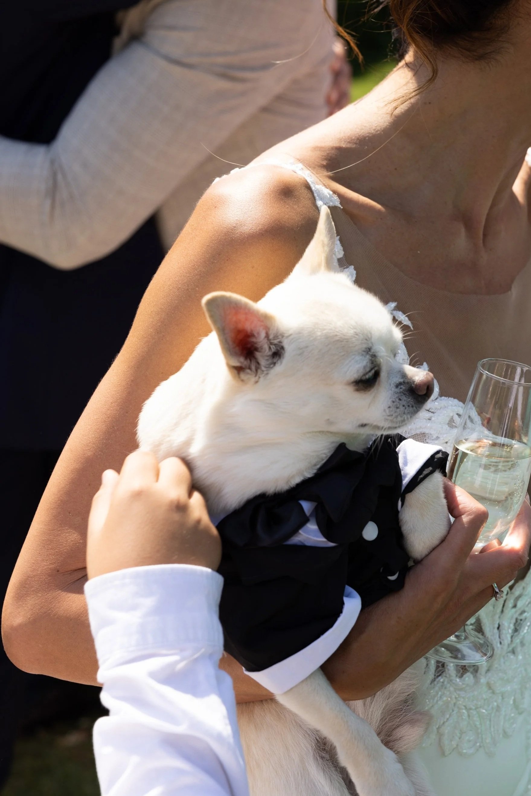 Chihuahua in wedding outfit - The Eventful Pup Wedding Dog Chaperone