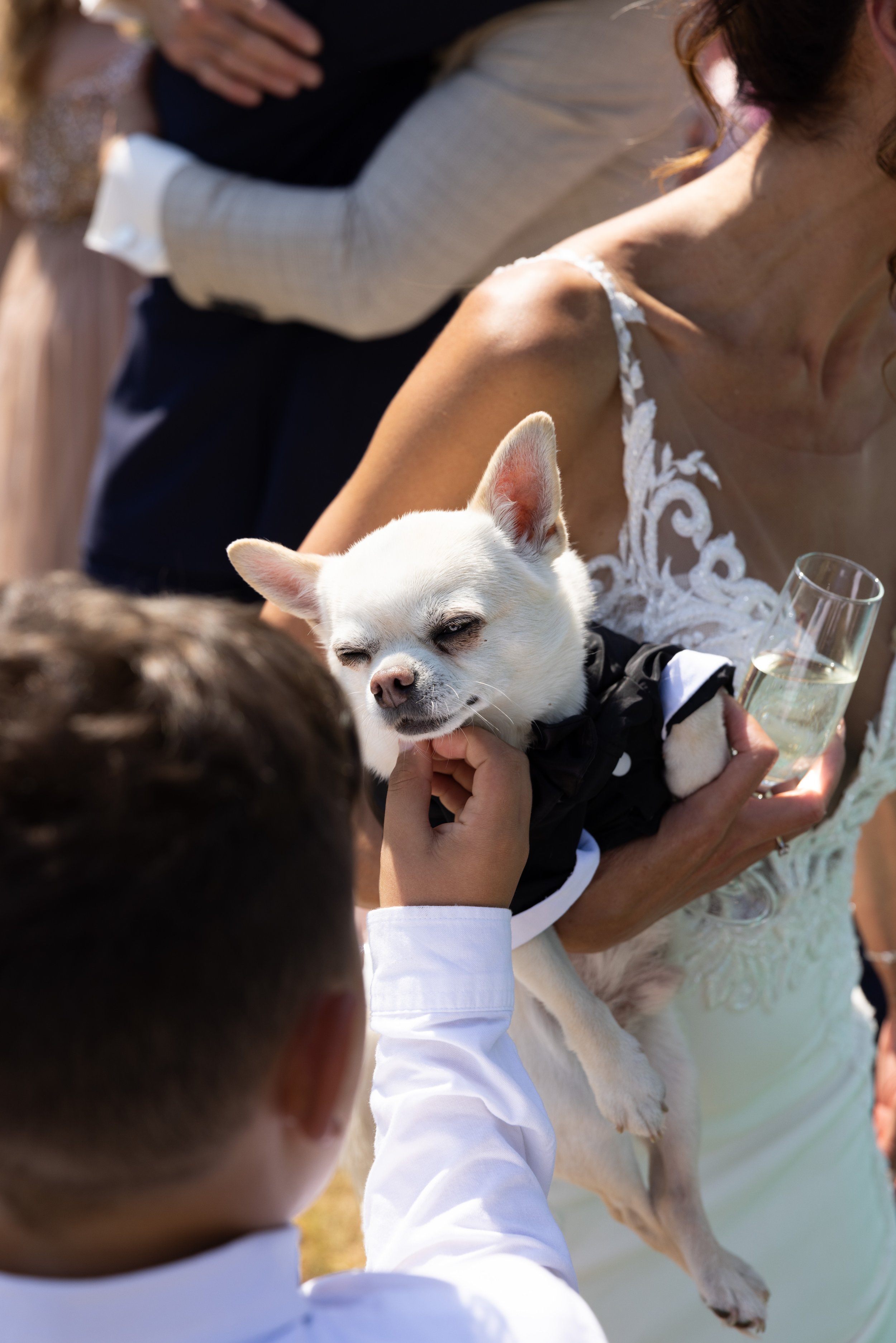 A woman in a white lace wedding dress holding a small white dog with closed eyes, while greeting a person in a white shirt and a dark suit, outdoors during daytime. The Eventful Pup Chaperone service based in Kent and Sussex