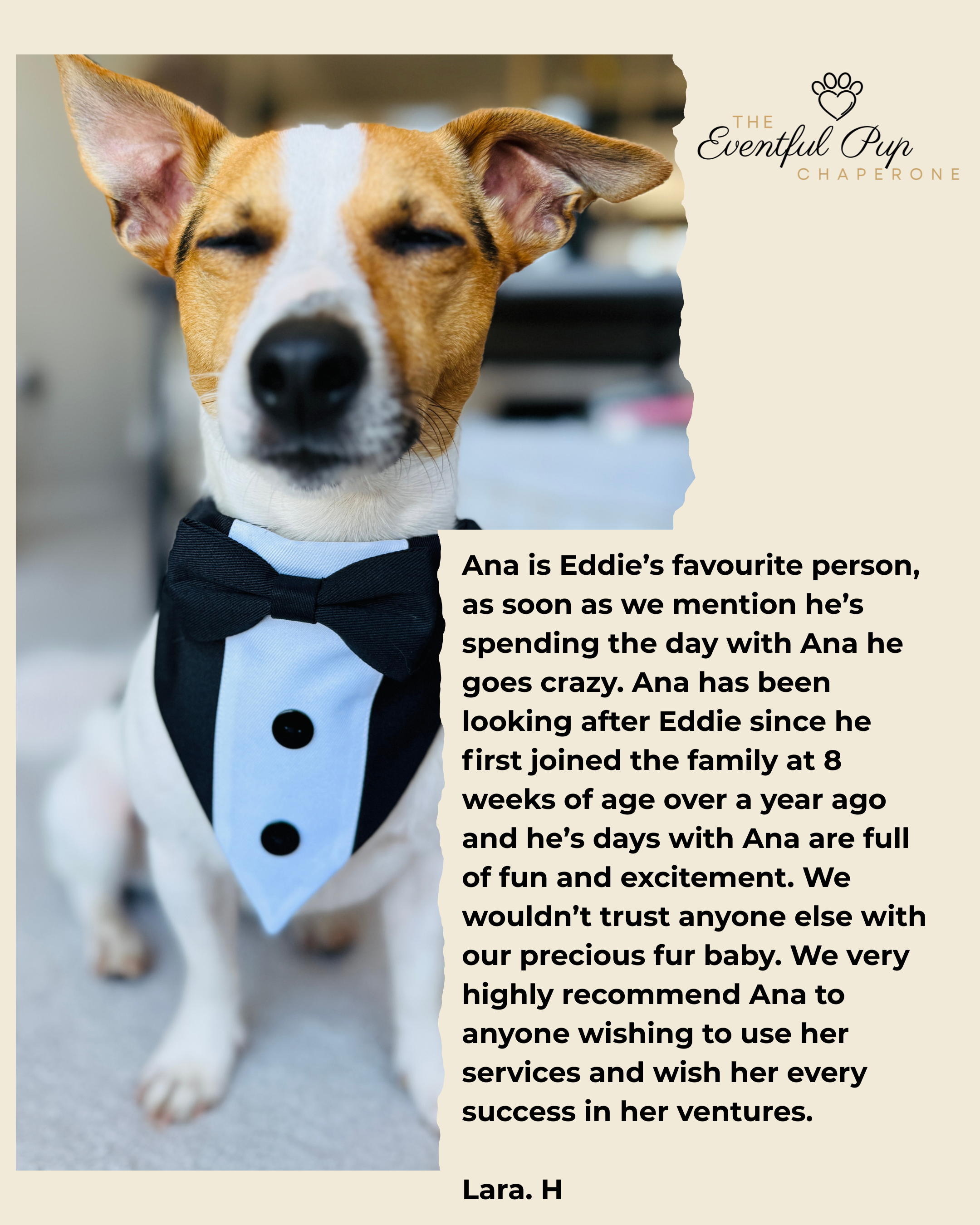 Jack Russell dressed up by The Eventful Pup Wedding Dog Chaperone - based in Tunbridge Wells, covering Kent and Sussex