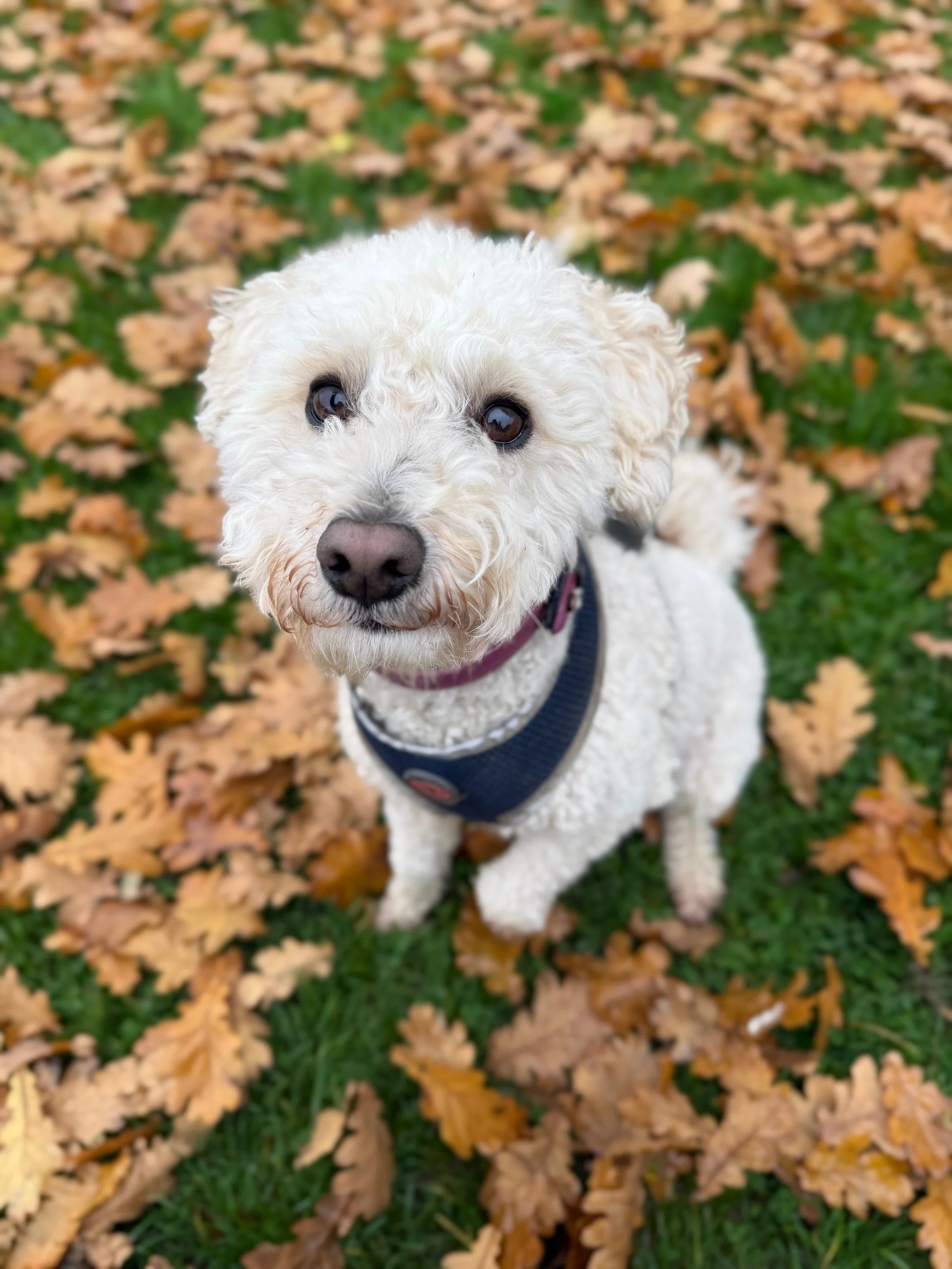 Curly white dog sitting on autumn leaves during a countryside walk with a professional wedding dog chaperone