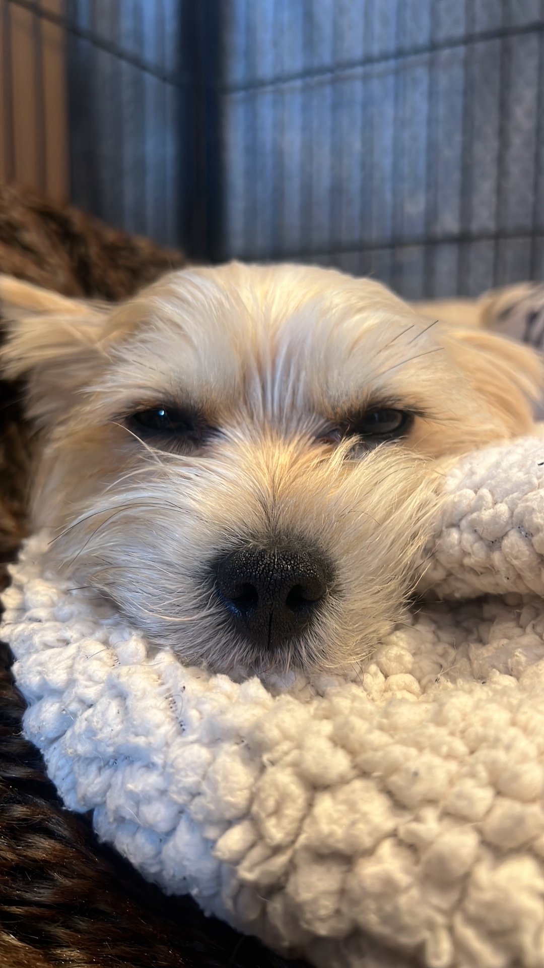 Small terrier relaxing comfortably while being cared for by a professional wedding dog chaperone