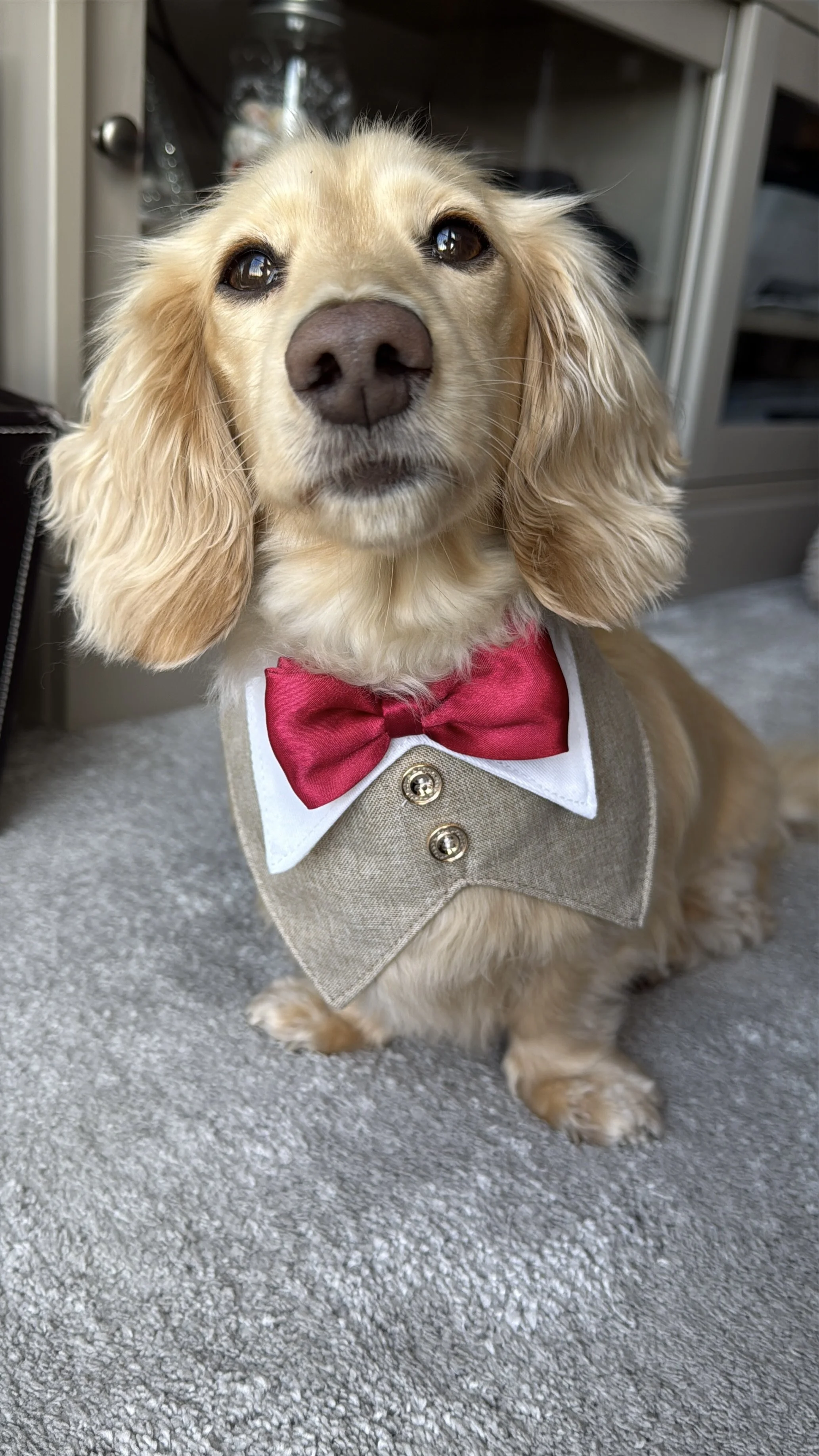 long haired dachshund dressed up in wedding dog outfit before owners wedding in Sussex