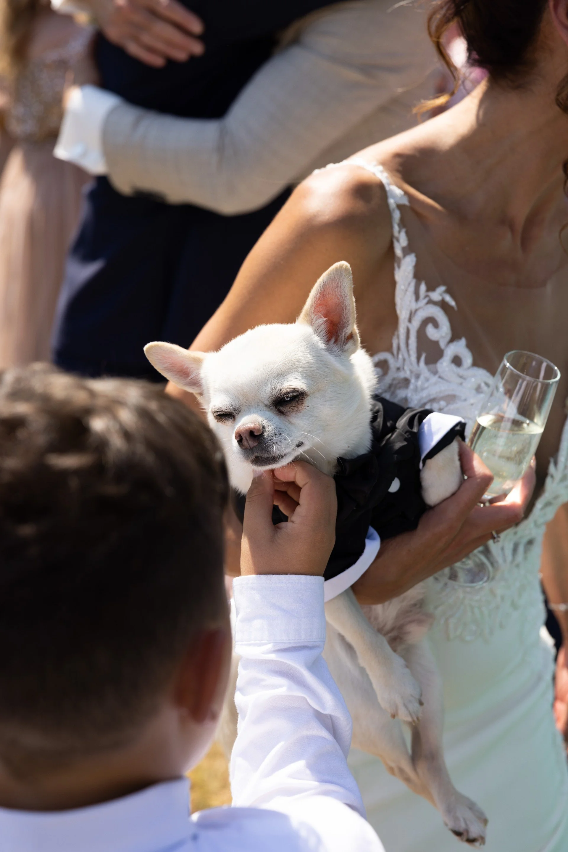 Wedding dog chaperone service in Kent and Sussex with bride holding chihuahua dog dressed for wedding, showing calm and well cared for dog during ceremony