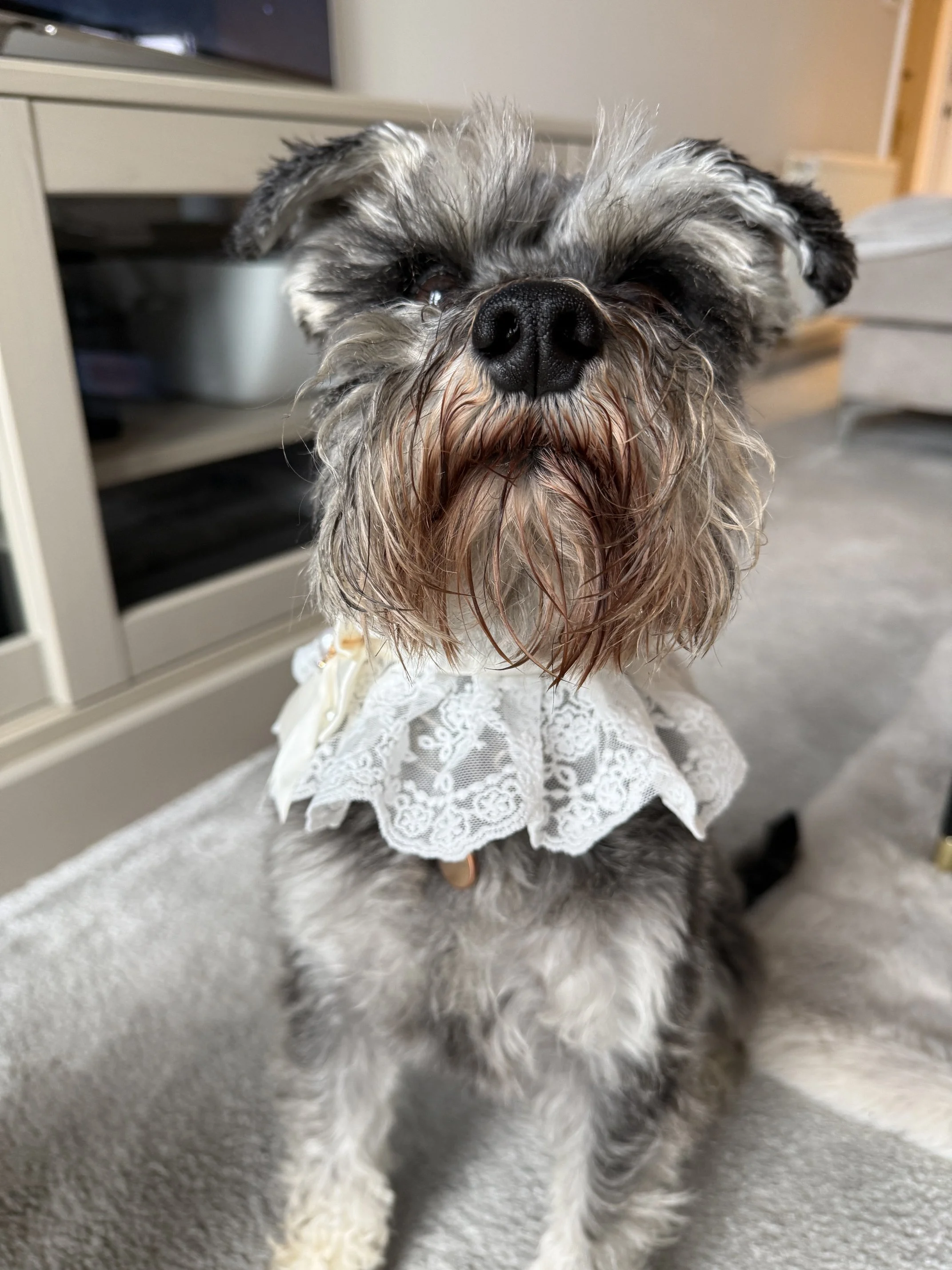 Miniature Schnauzer dressed up in lace scarf for wedding in Kent - The Eventful Pup dog Chaperone