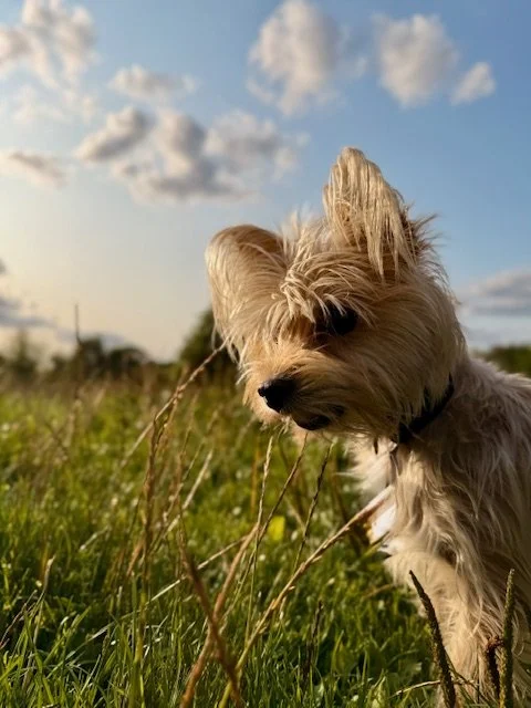 Small terrier enjoying a countryside walk while being cared for by a professional wedding dog chaperone