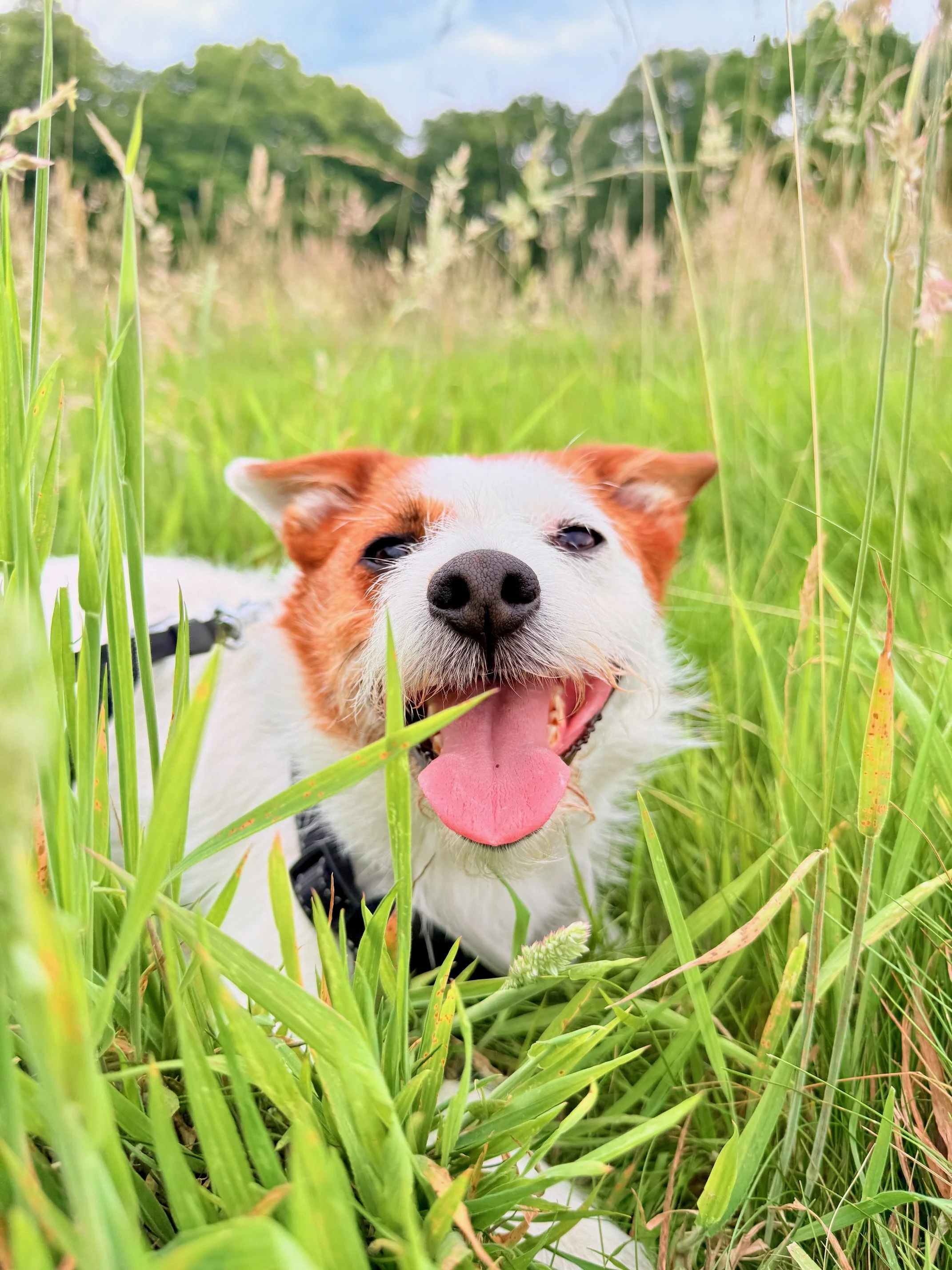 Jack Russell enjoying a countryside walk in tall grass while being cared for by a professional wedding dog chaperone in Kent