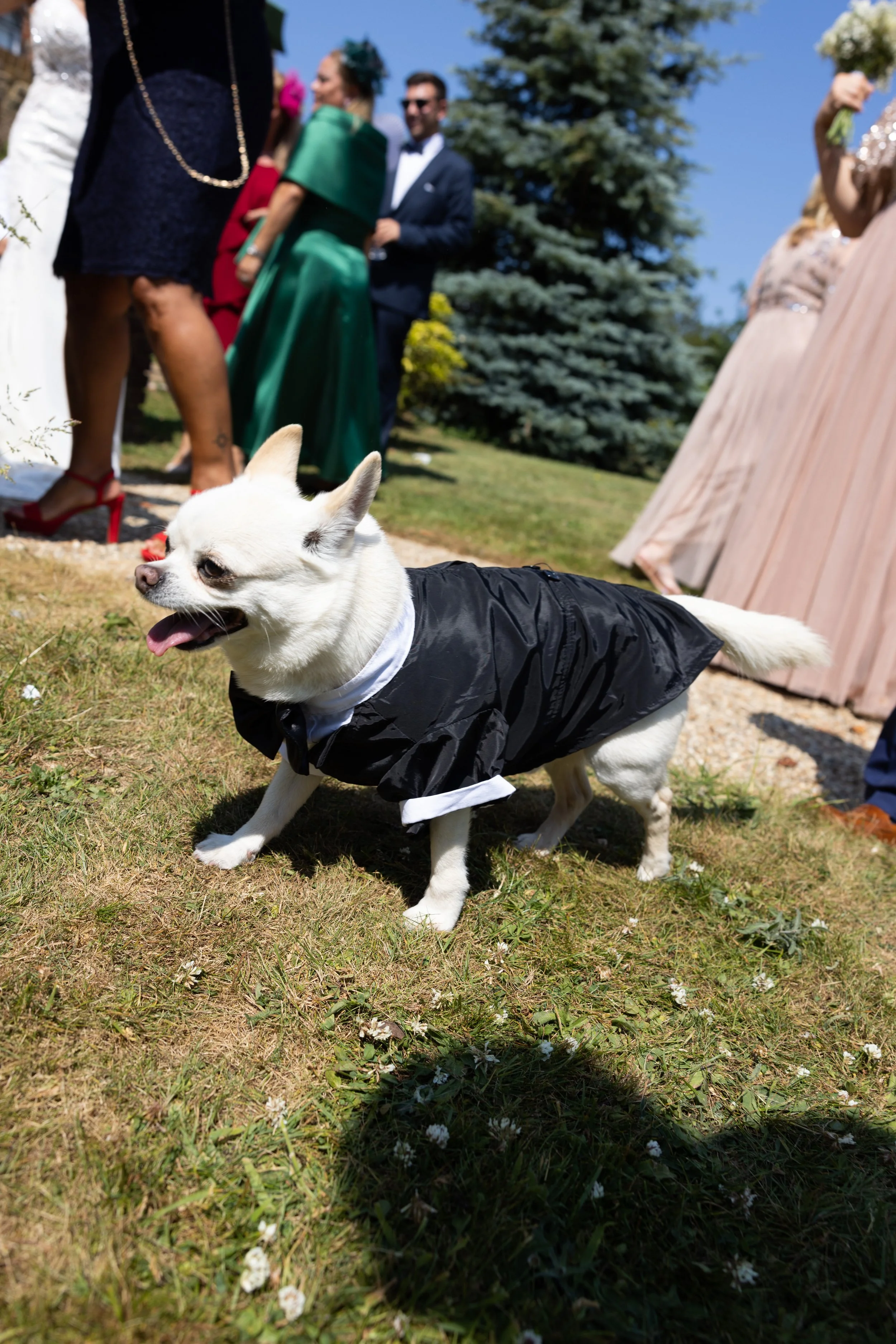 Chihuahua in wedding outfit - The Eventful Pup Wedding Dog Chaperone