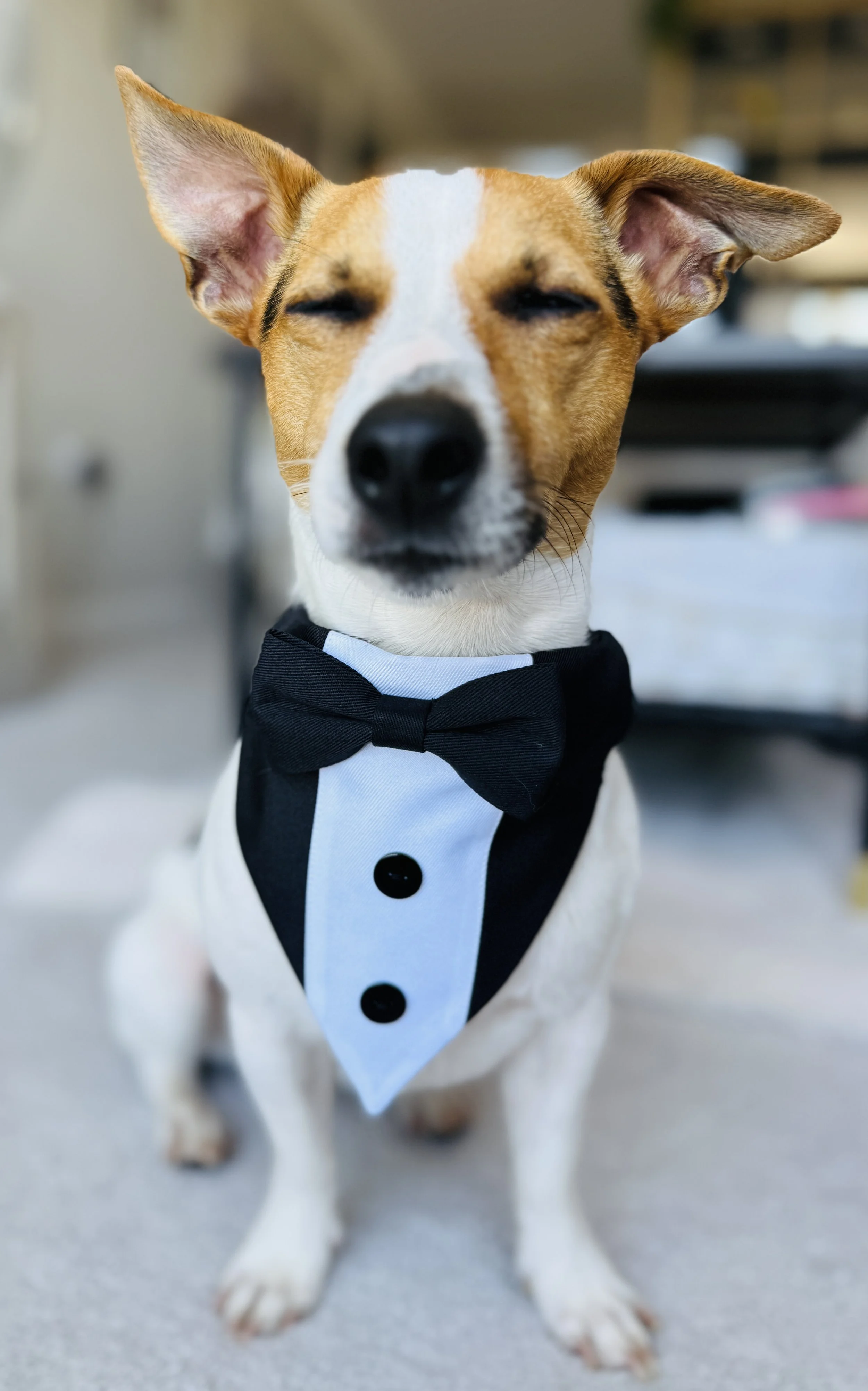 Jack Russell in wedding outfit Ana - The Eventful Pup Wedding Dog Chaperone