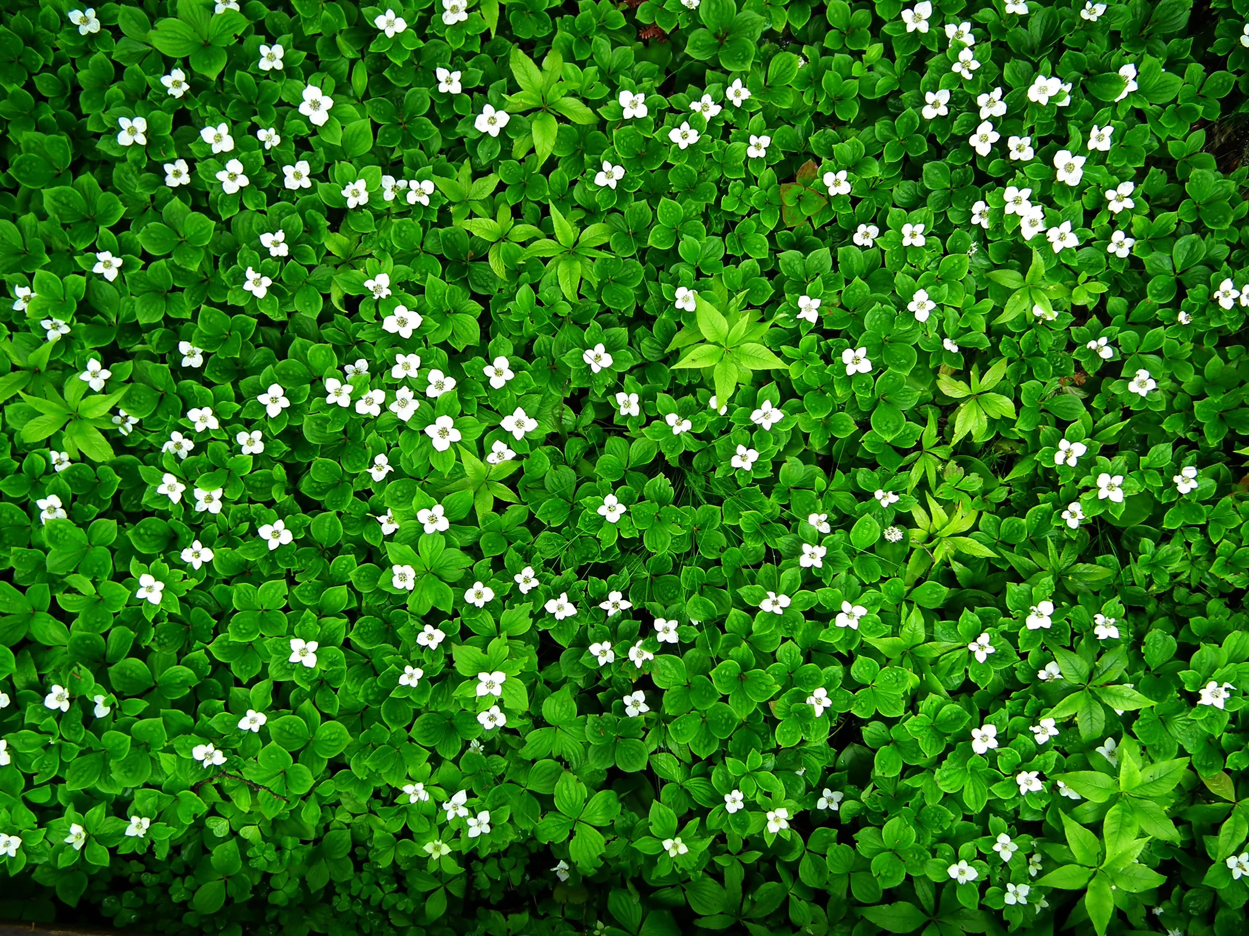 flowers.jpg