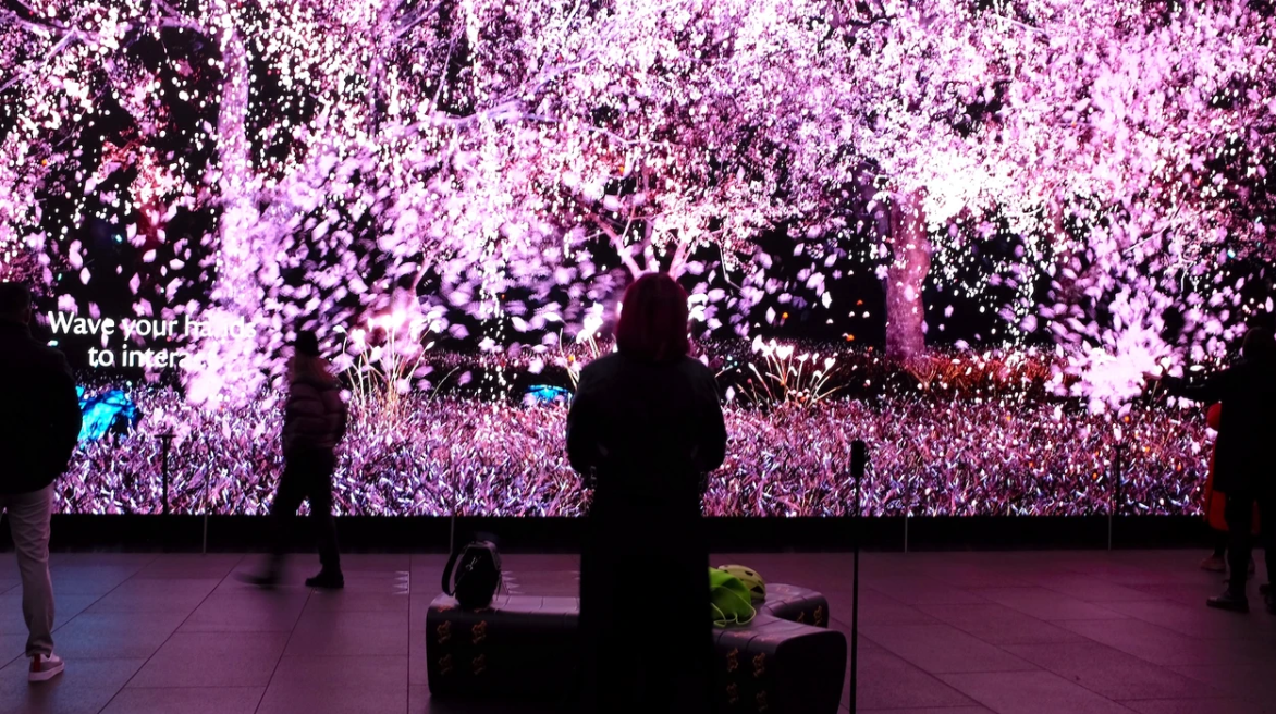 Sakura Immersive