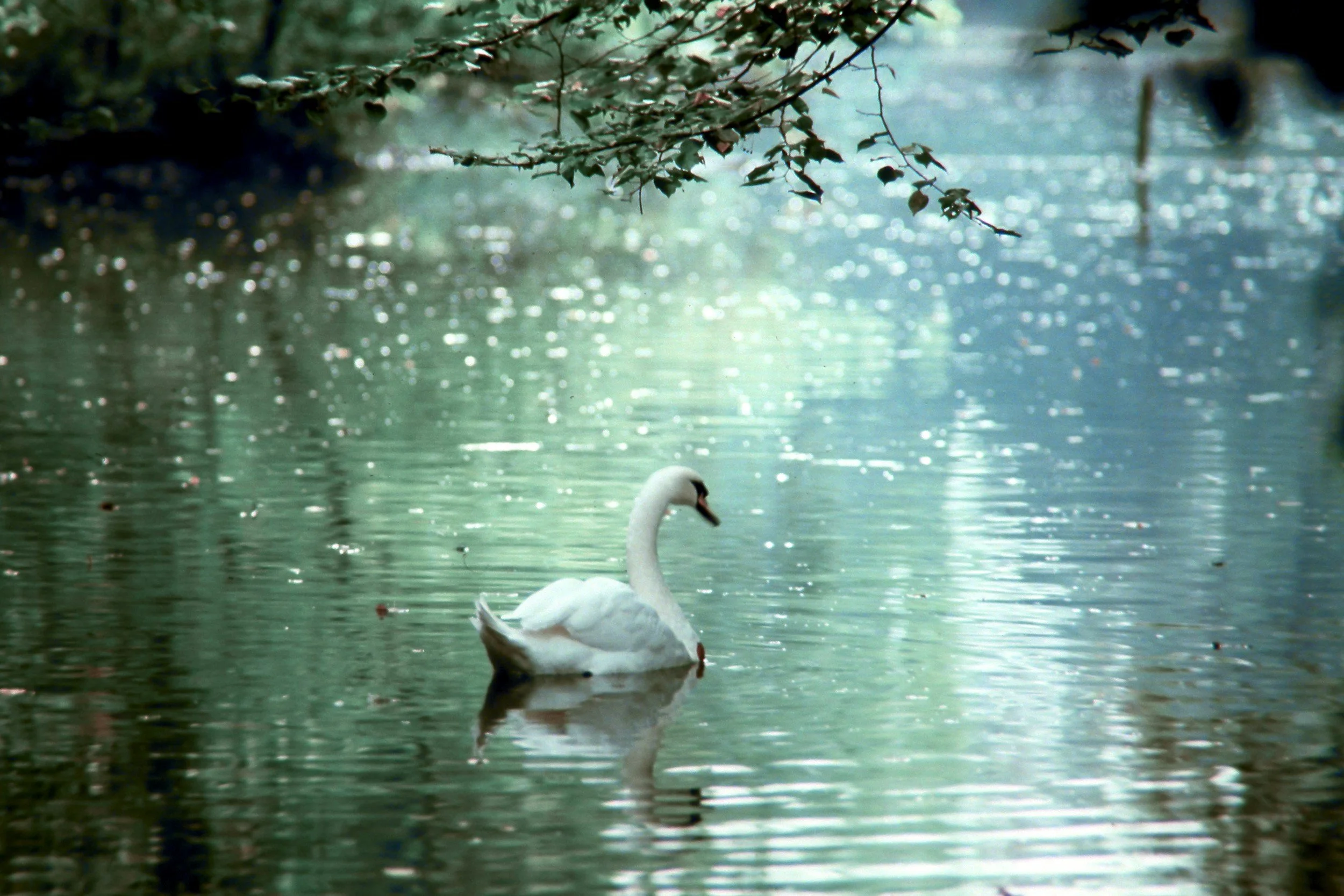 A white swan swimming on a calm, reflective body of water surrounded by green foliage.