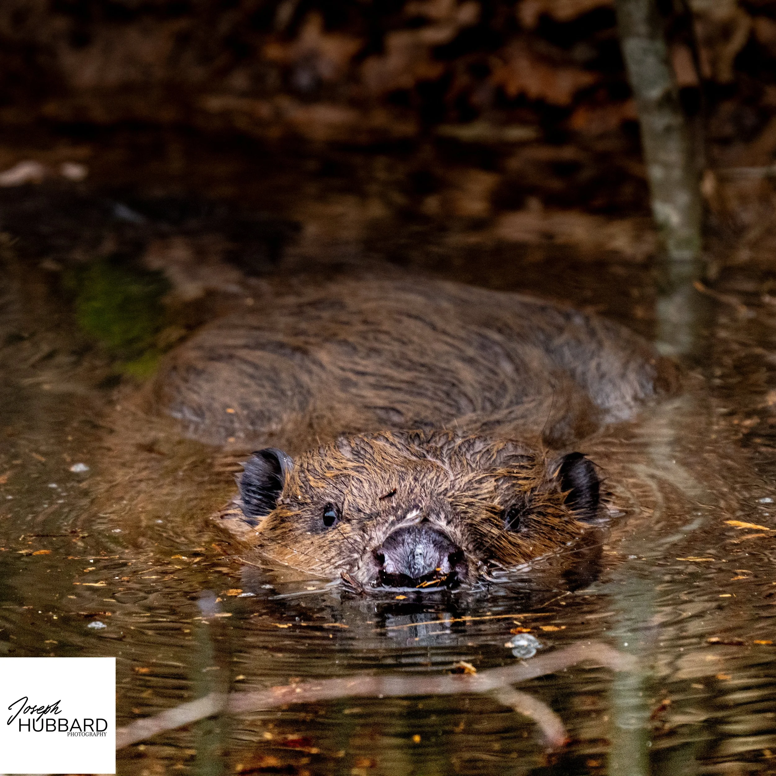 young beaver in wild swimming. Hessen Germany