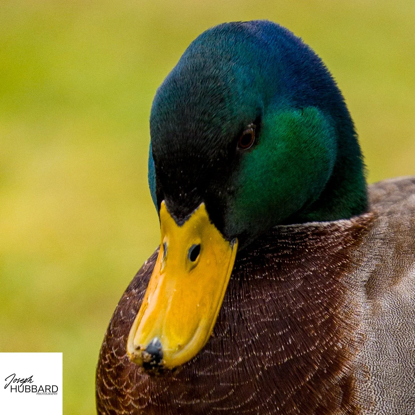 Male mallard duck in natural light, photographed in its natural habitat.