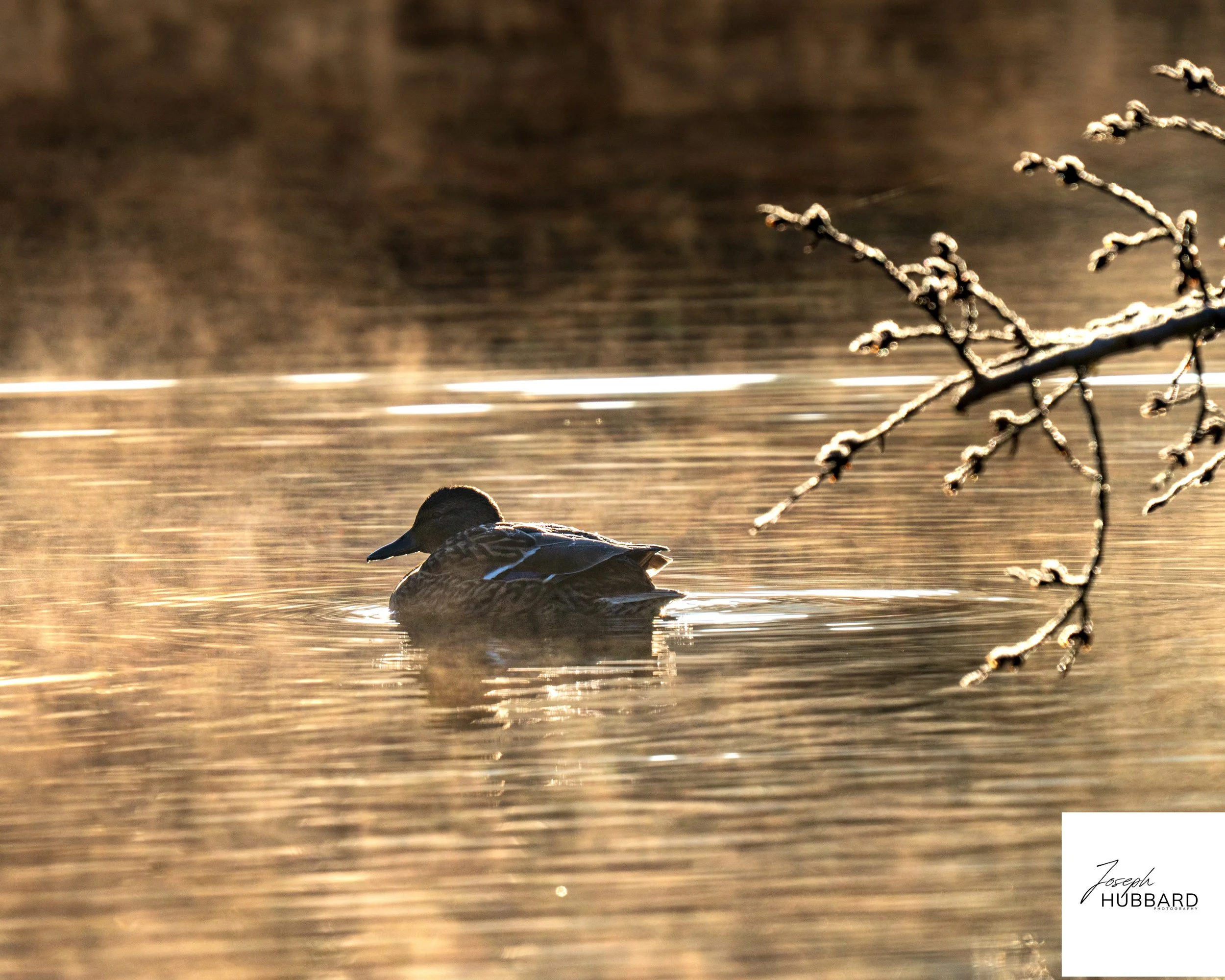 sun rise water mist duck (1 of 1).jpg