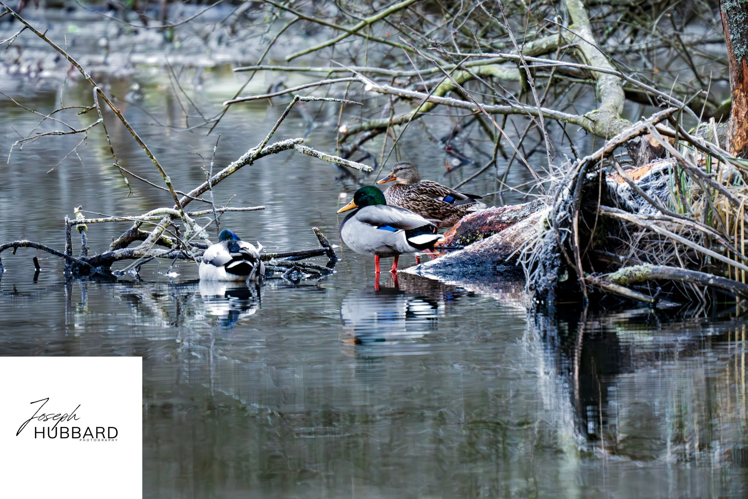 3 Mallard ducks in pound 3 march 2025.jpg